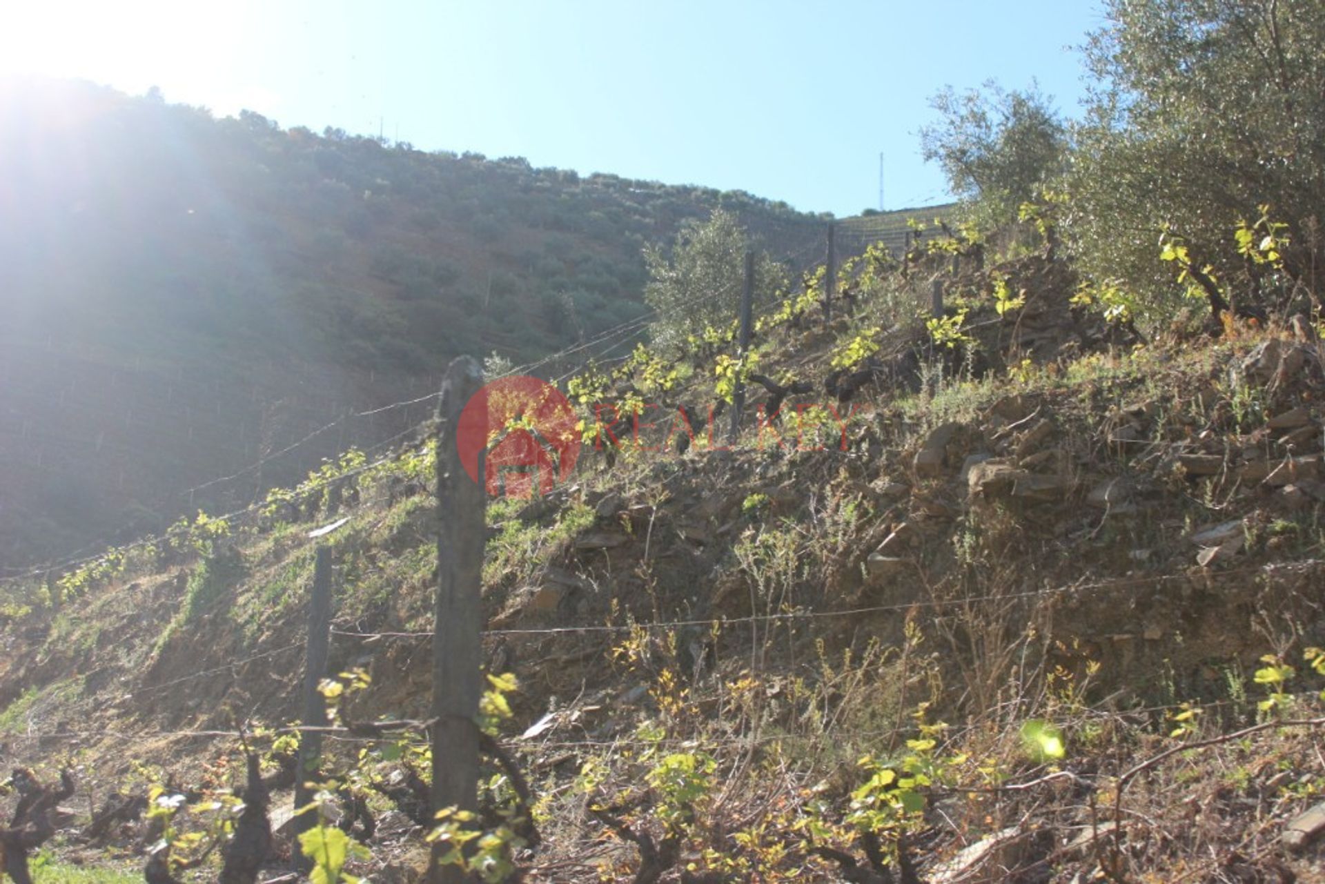 Otro en Ervedosa del Duero, Viseu 10007850