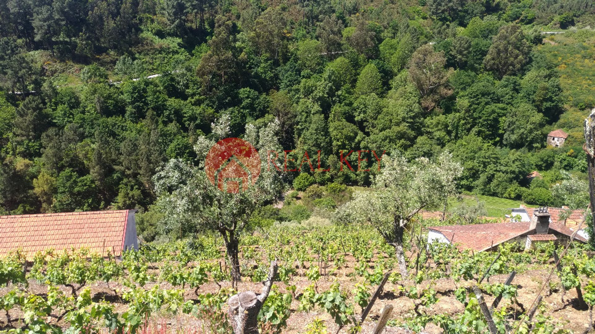 loger dans Mesão Frio, Vila Réal 10007879