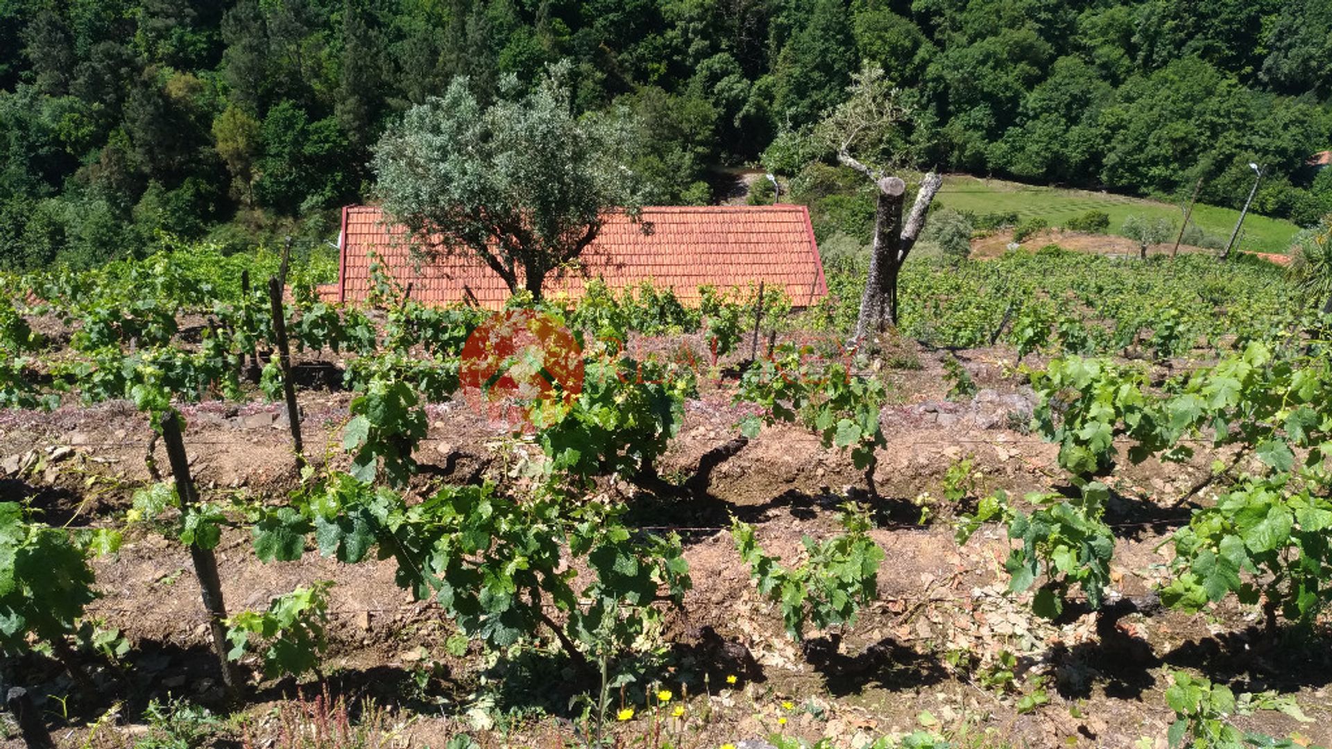 Haus im Mesão Frio, Vila Real 10007879