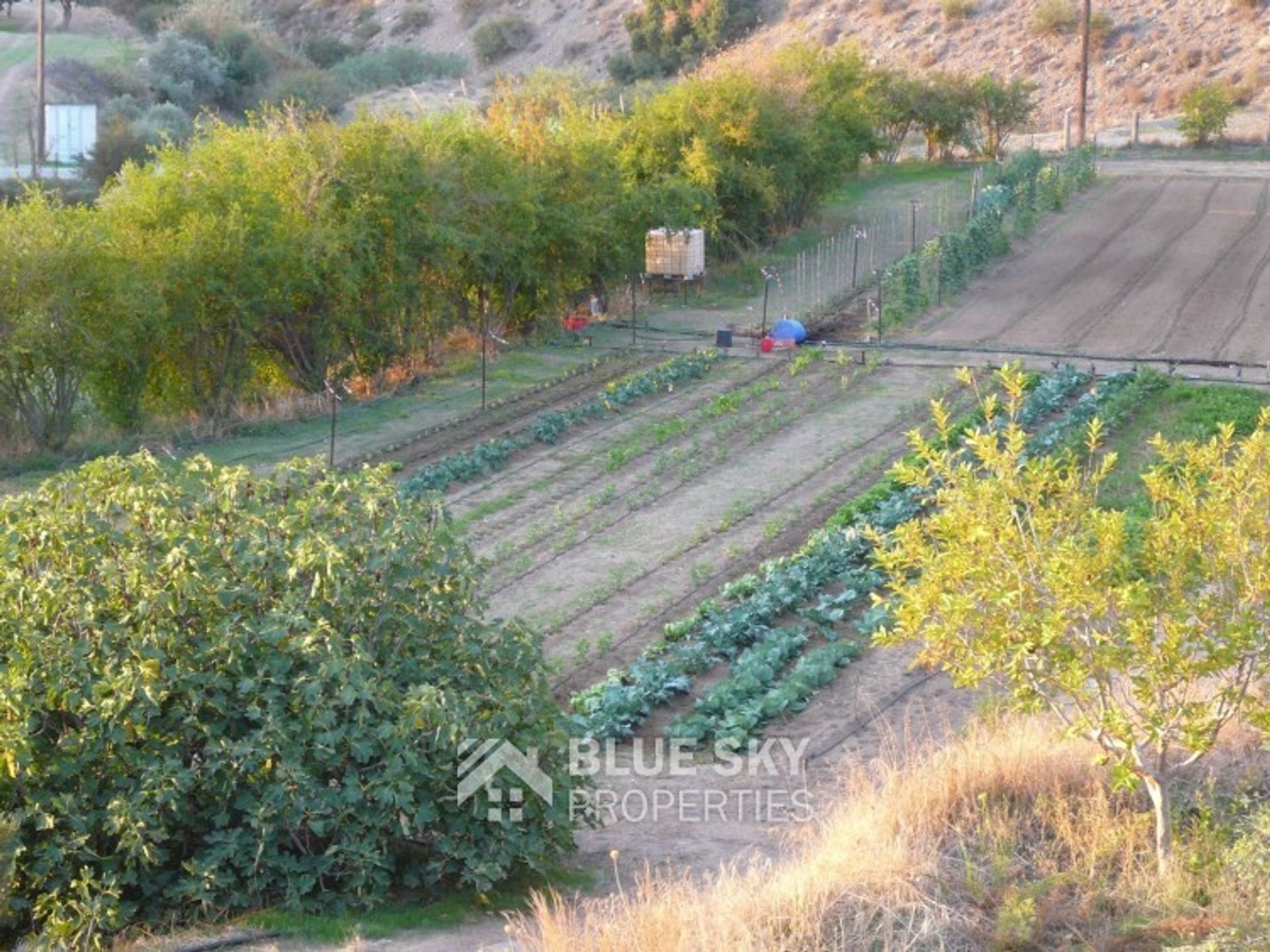 Terre dans Pyrgos, Larnaka 10008675