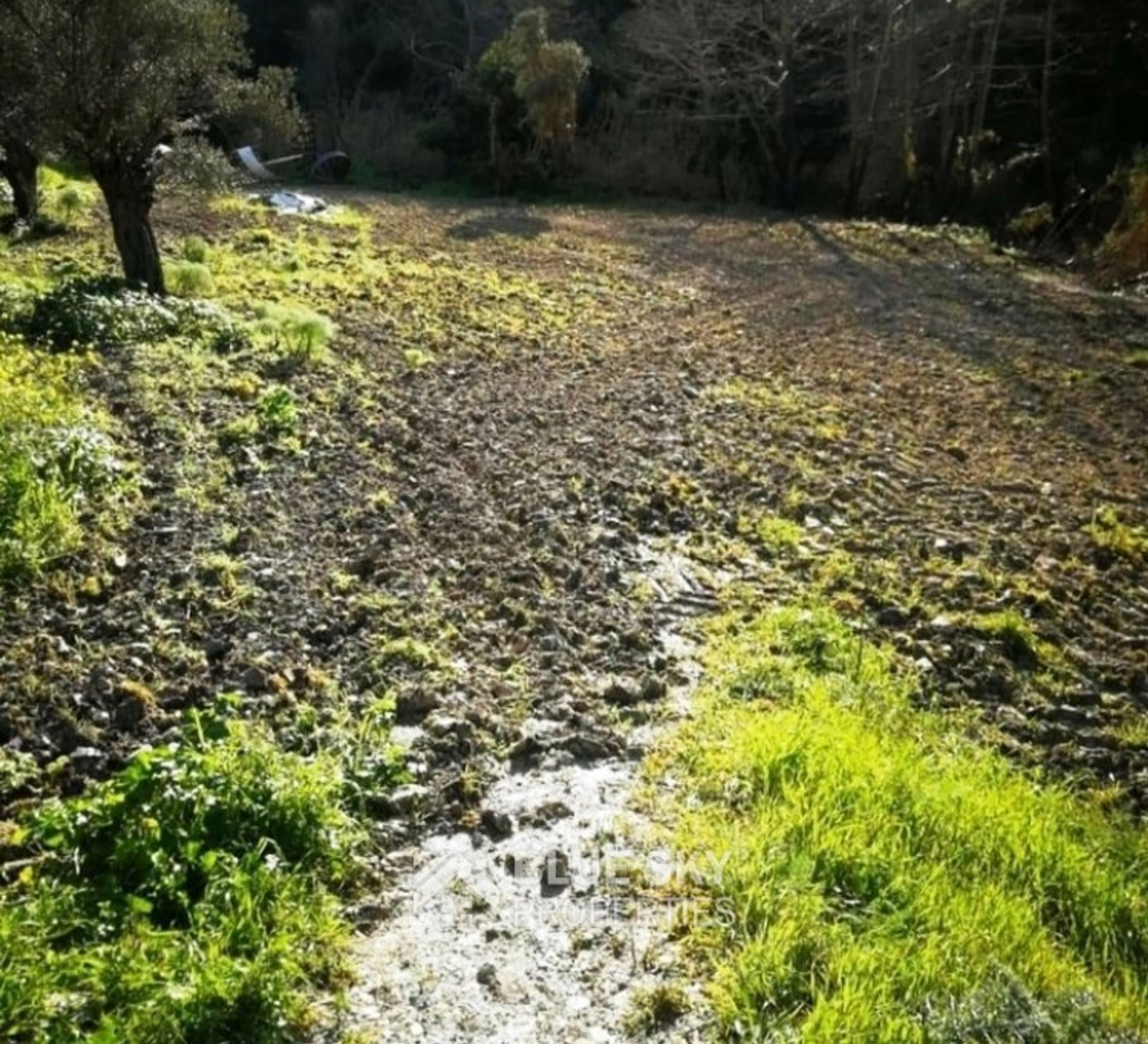 Terre dans Pégée, Paphos 10011518