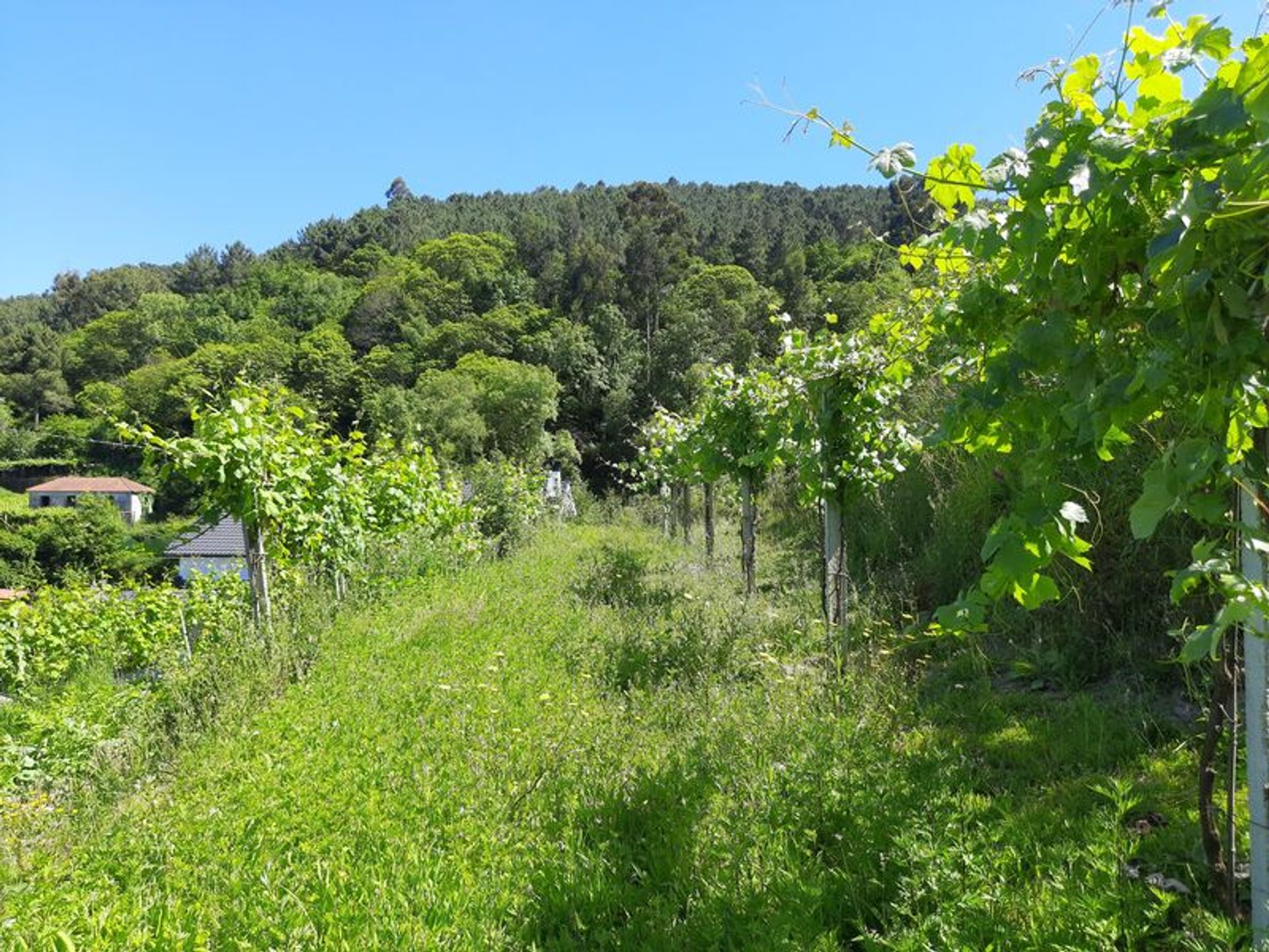 Talo sisään Temporão, Viana do Castelo 10012394