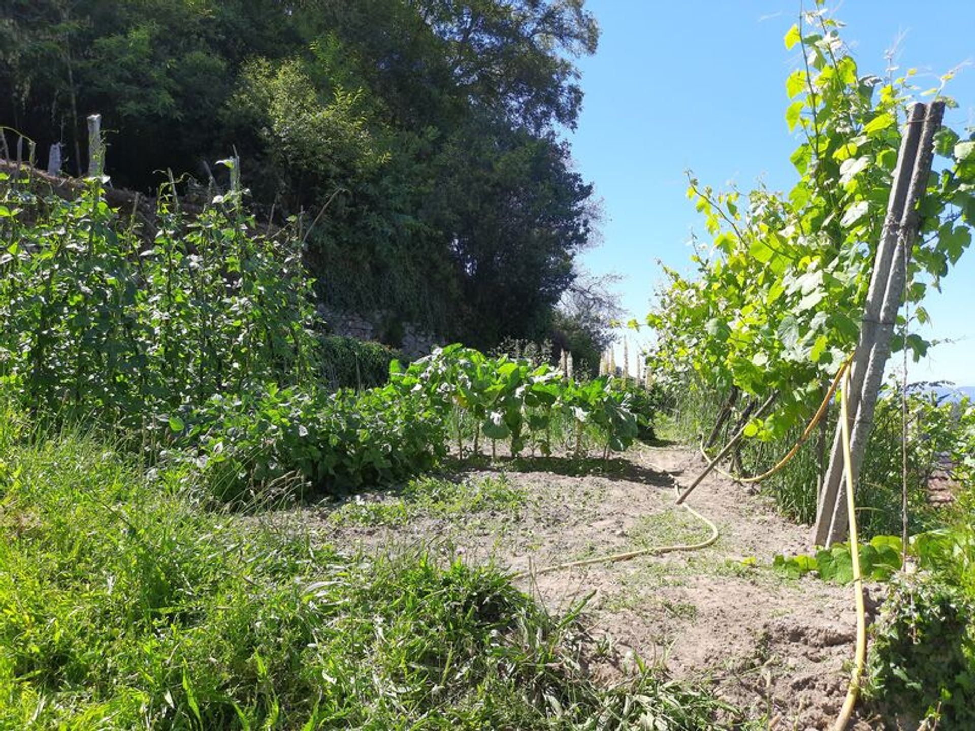 Talo sisään Temporão, Viana do Castelo 10012394