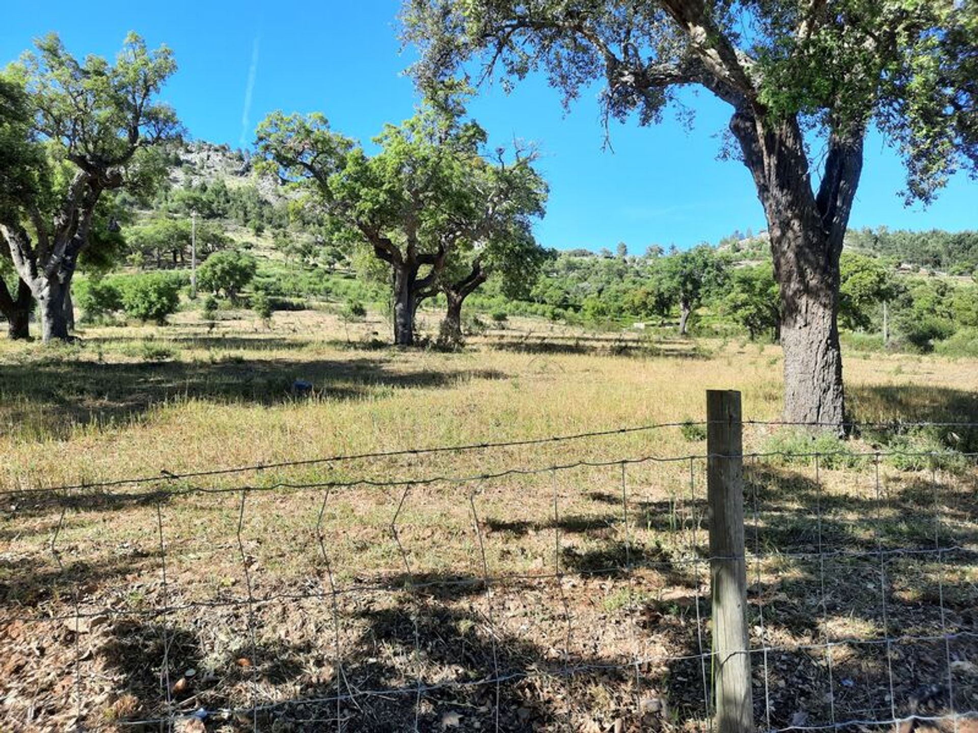 Annen i Fortios, Portalegre 10012493