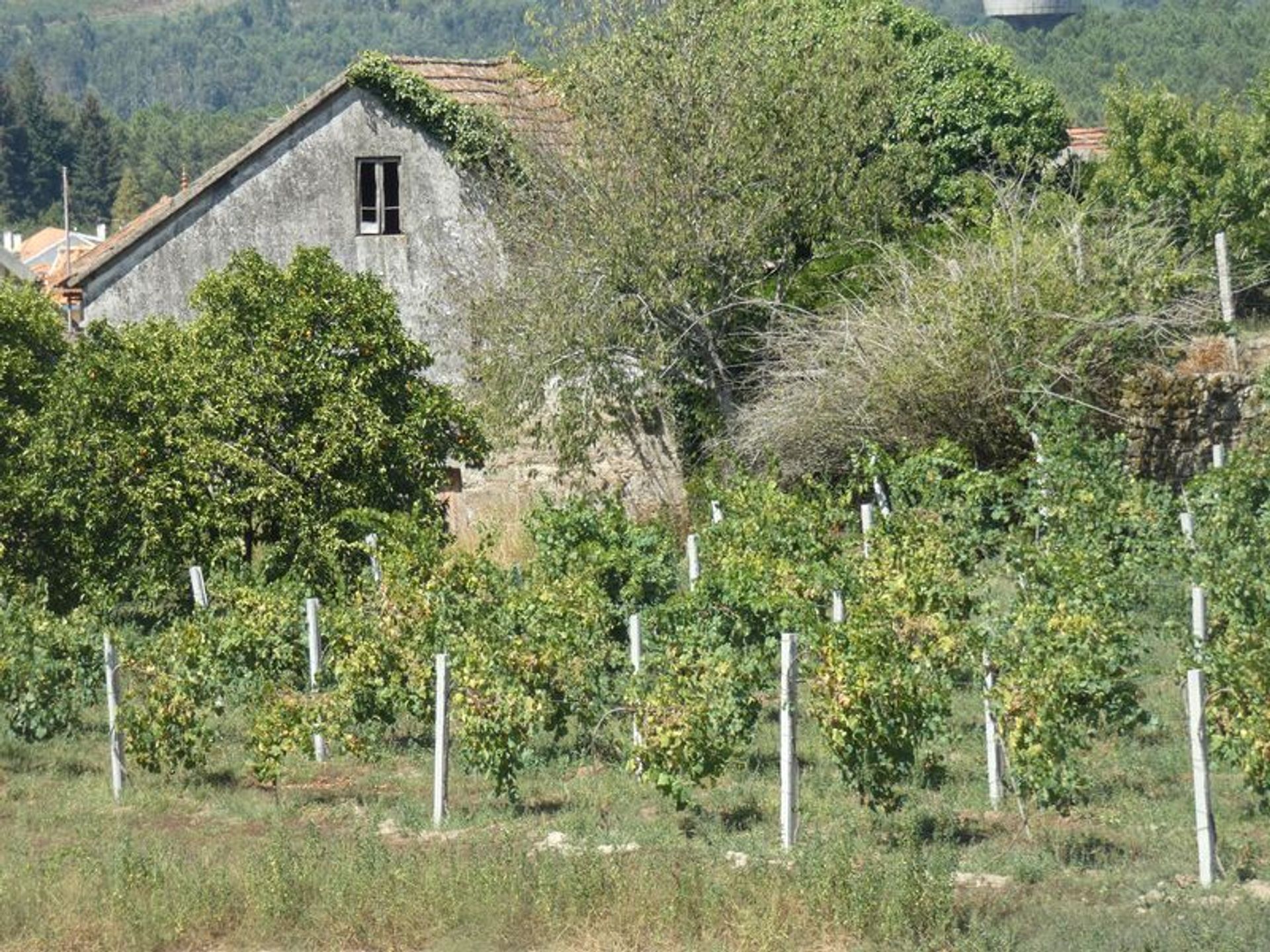 Annen i Galvao, Viana do Castelo 10012676