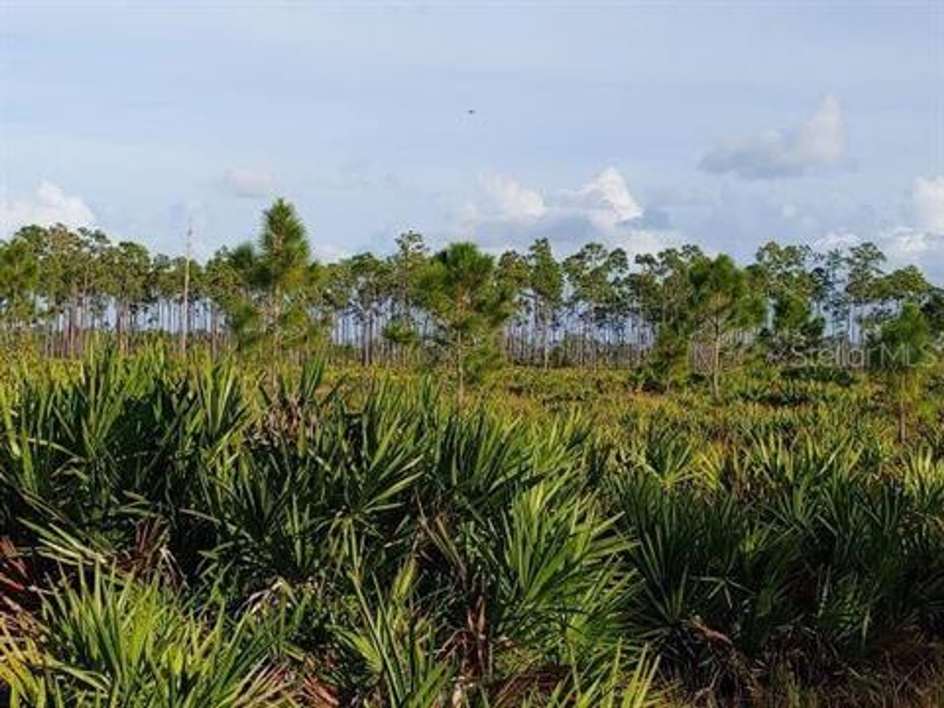 Maa sisään Punta Gorda, Florida 10017846