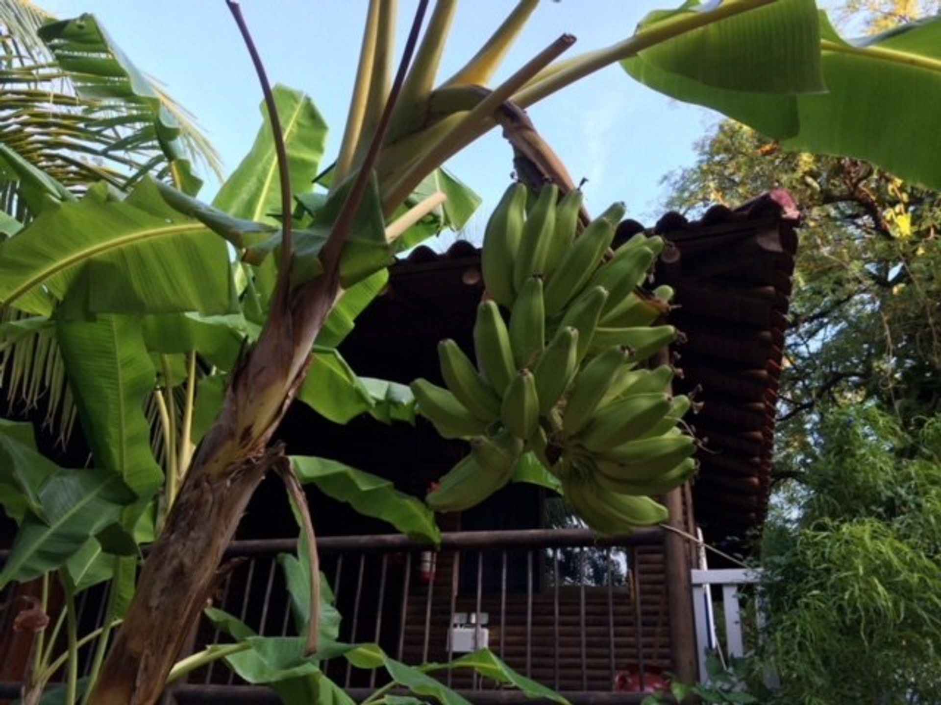 Détail dans Playa Brasilito, Guanacaste 10022401