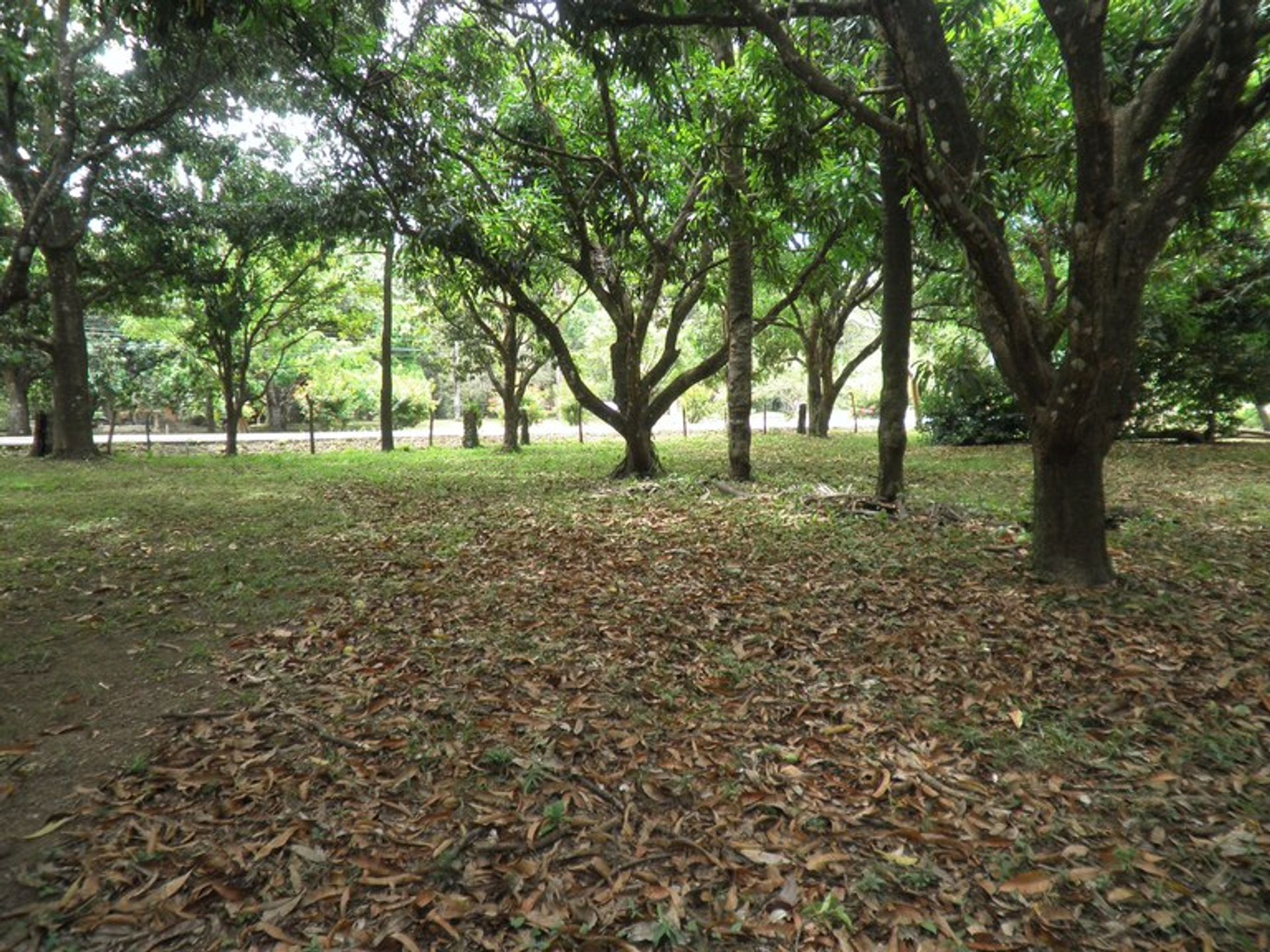 Terra no Libéria, Guanacaste 10022432