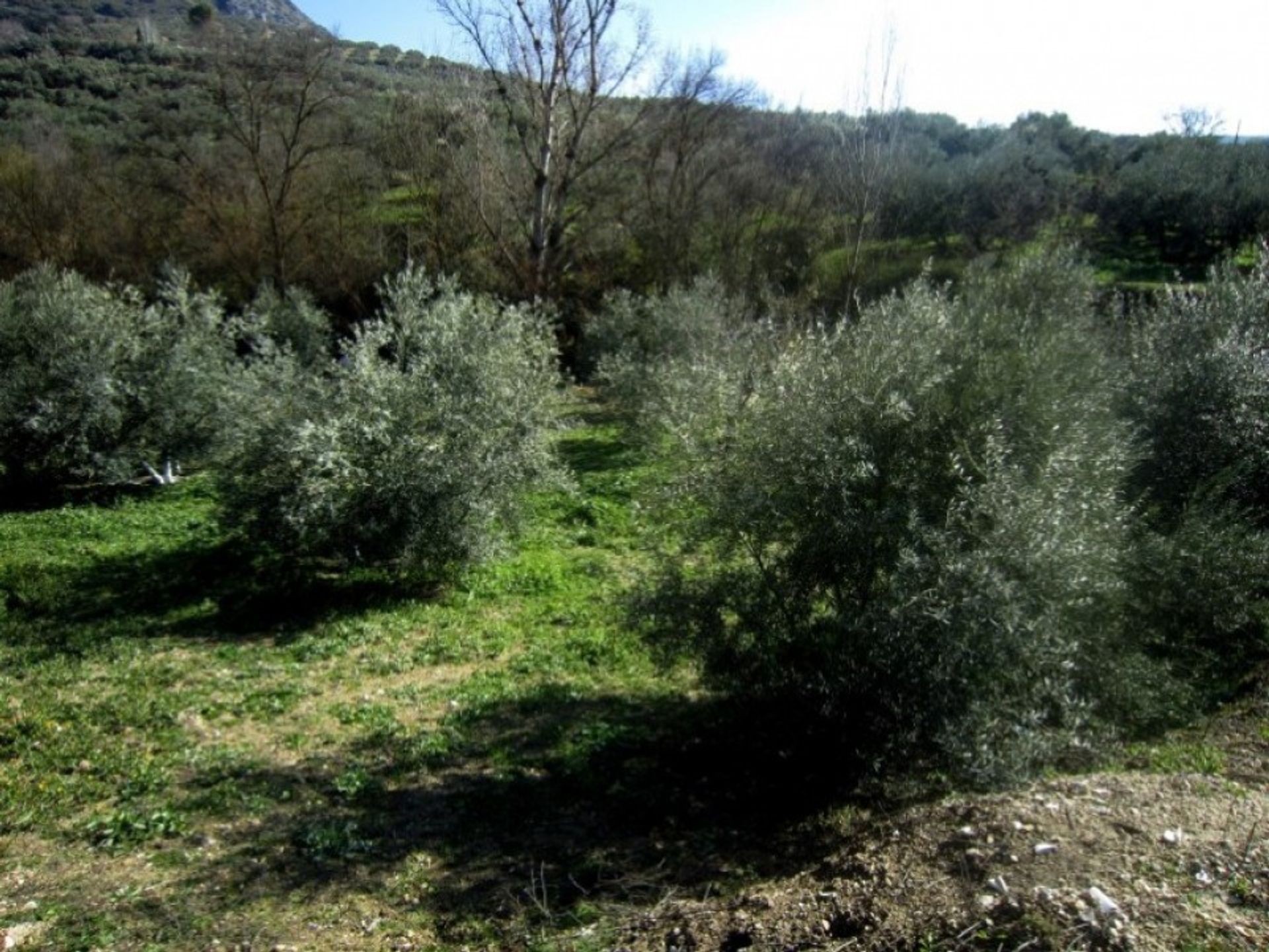 σπίτι σε Rute, Andalusia 10023889