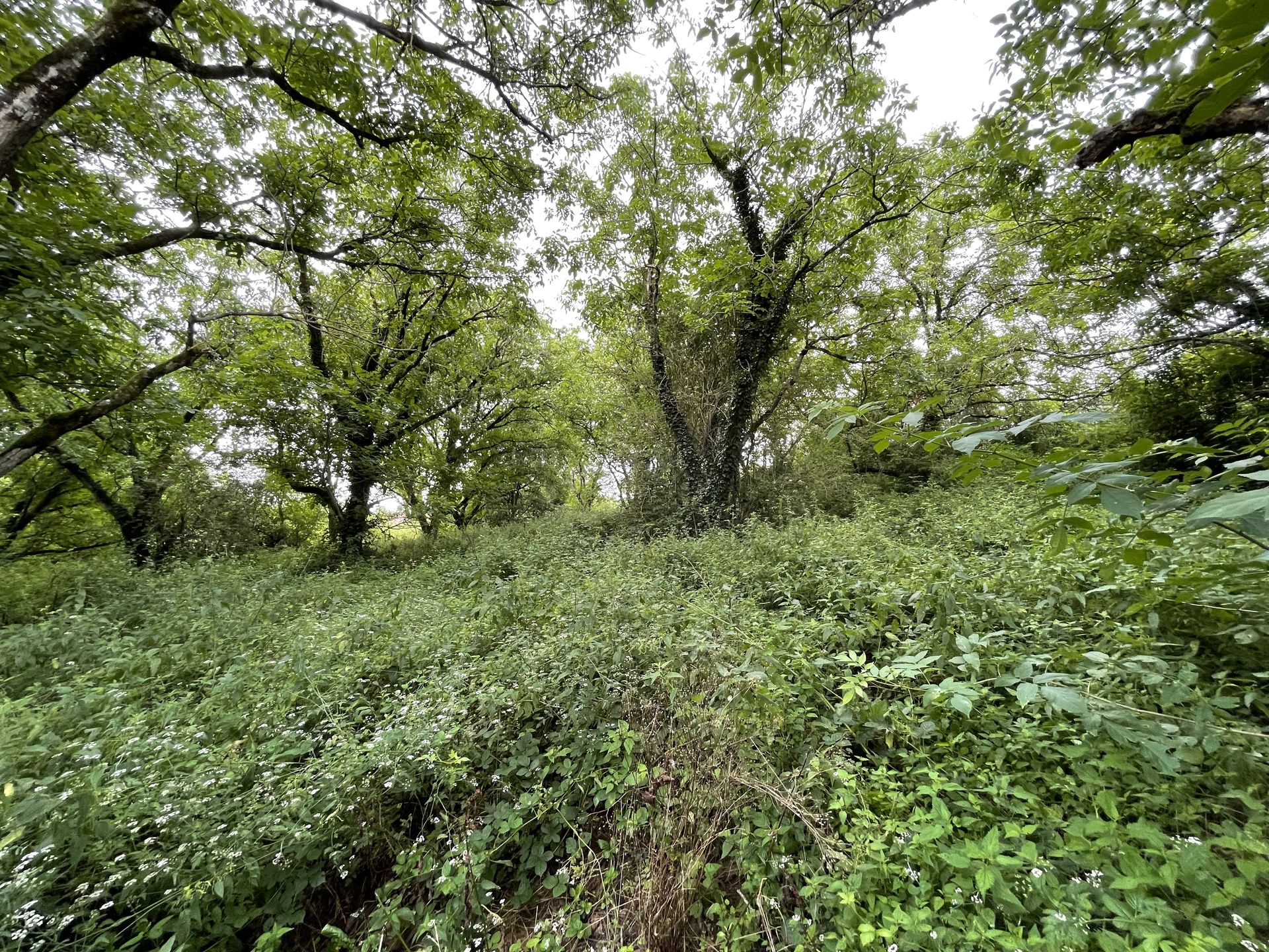 Земля в Lacapelle-Biron, Nouvelle-Aquitaine 10024418