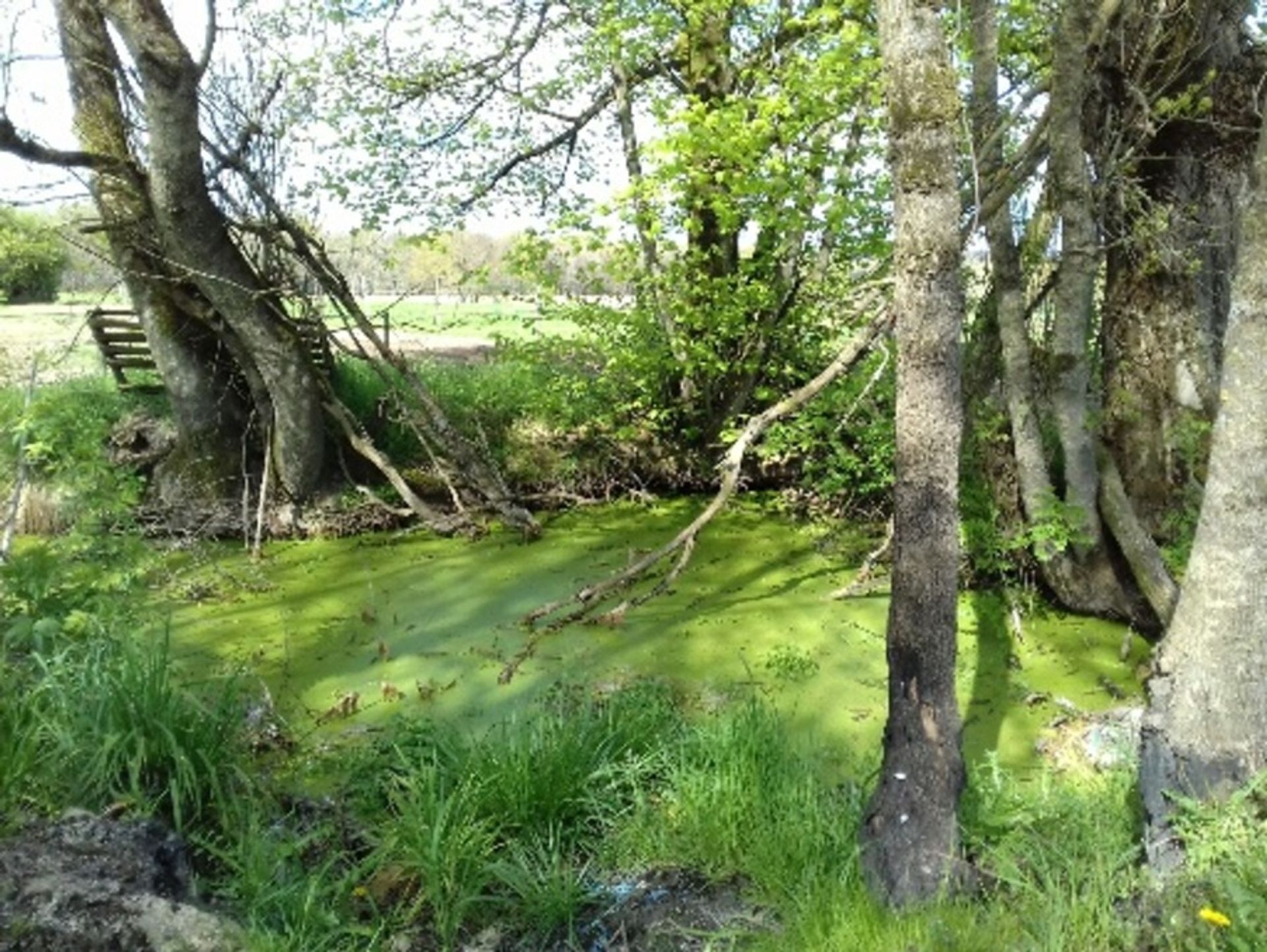 Talo sisään St maurice de lestapel, Nouvelle-Aquitaine 10024487