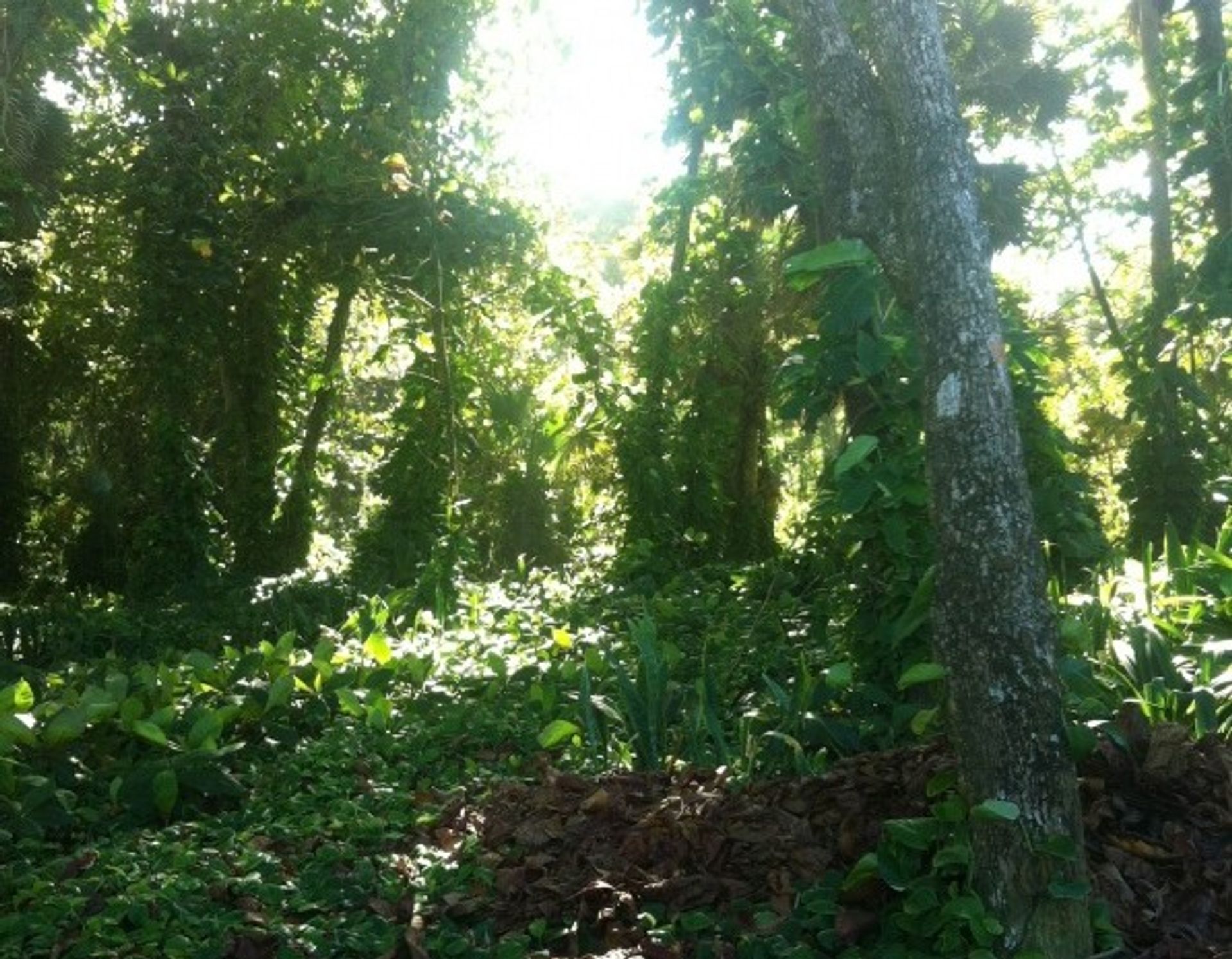 Autre dans La Boca de Yásica, Cibao Nord 10028619