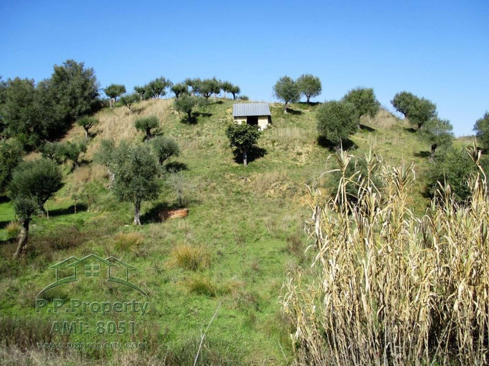 House in Torres Novas, Santarem 10029099