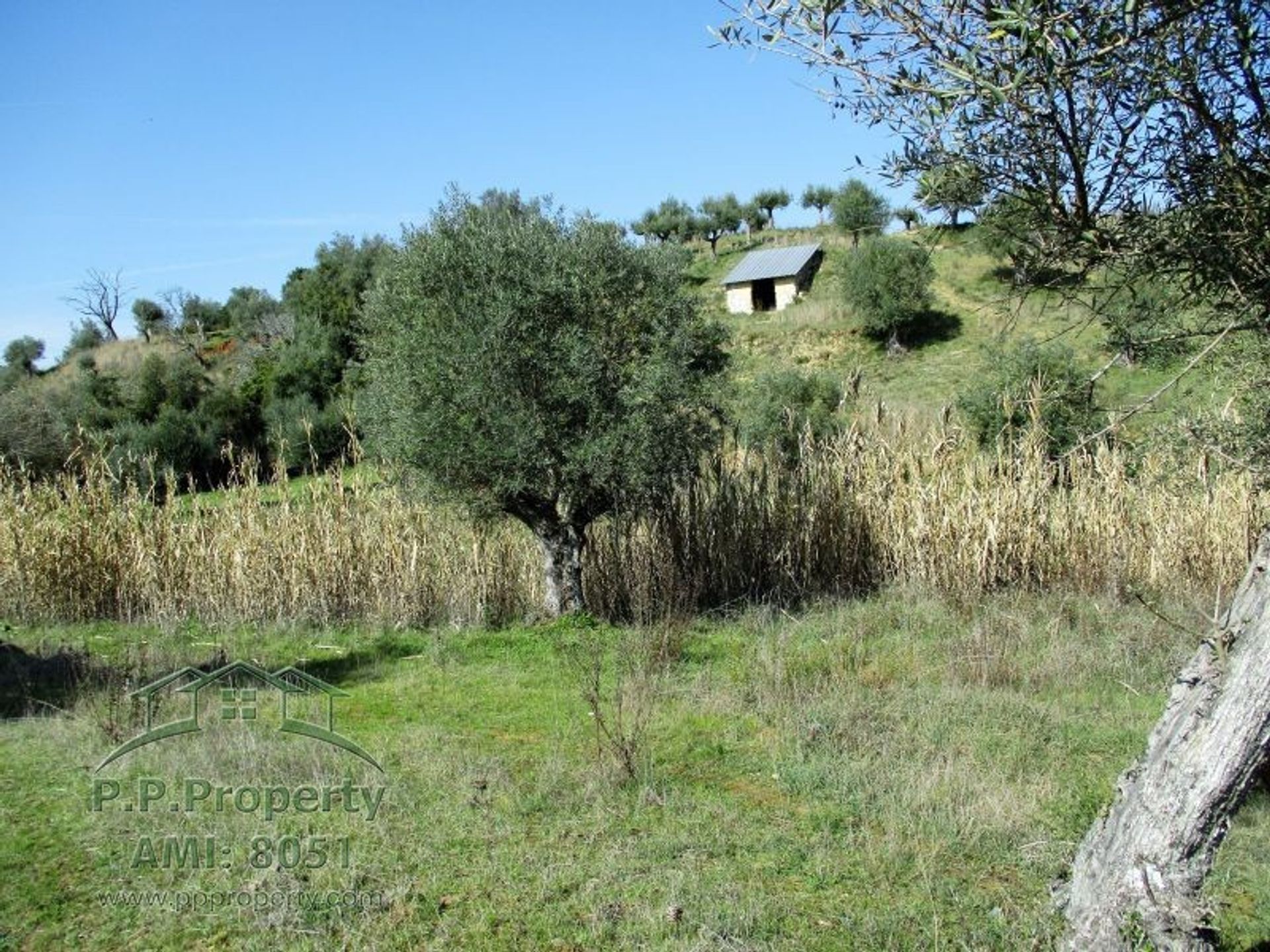 House in Torres Novas, Santarem 10029099