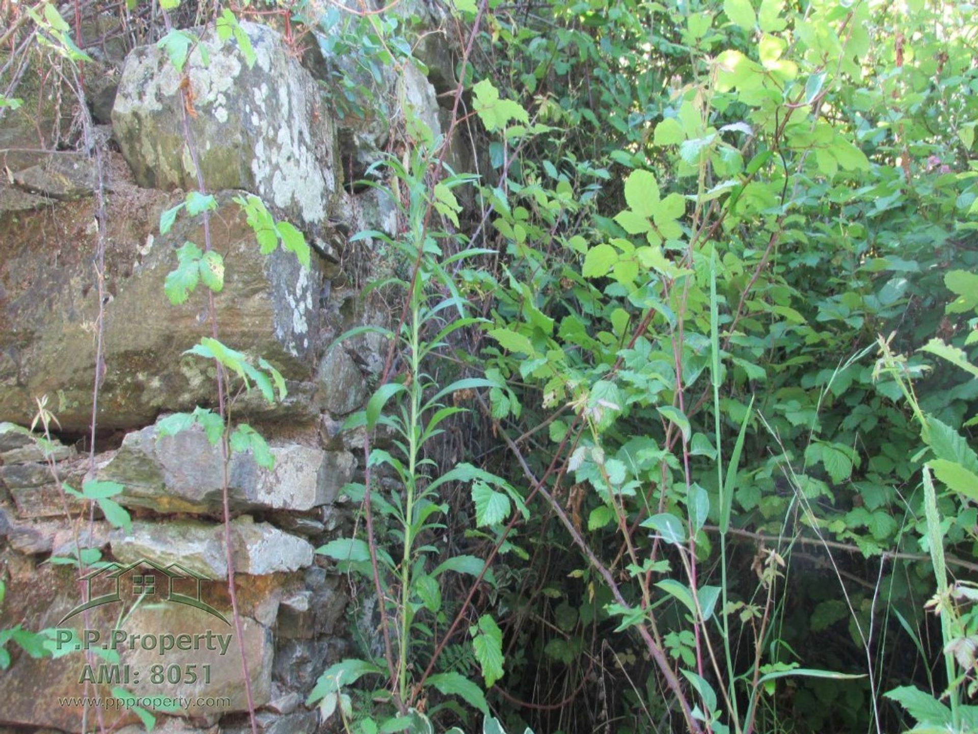 Tierra en ferreira, Coímbra 10029187