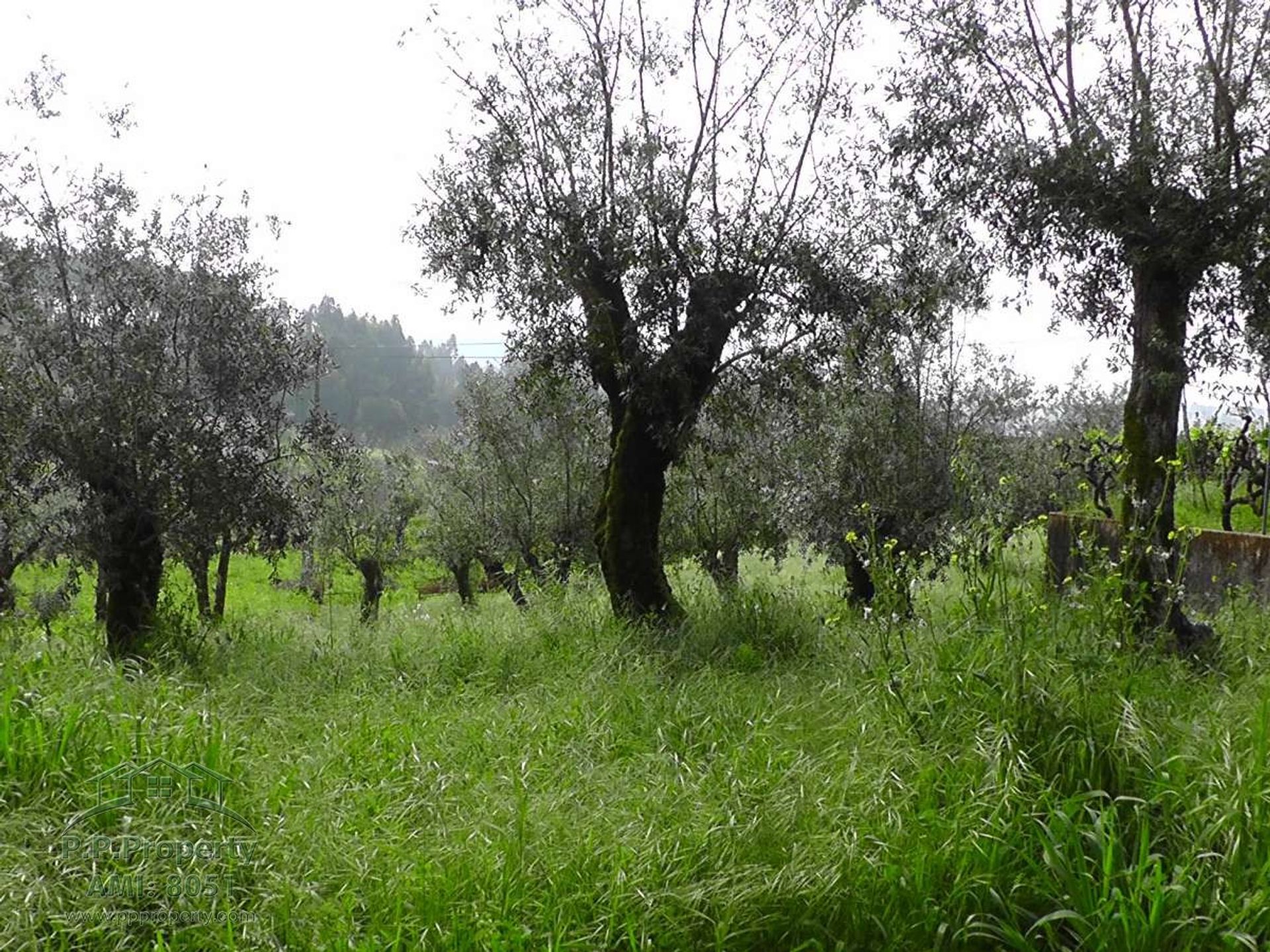 Rumah di Ferreira do Zezere, Santarem 10029213