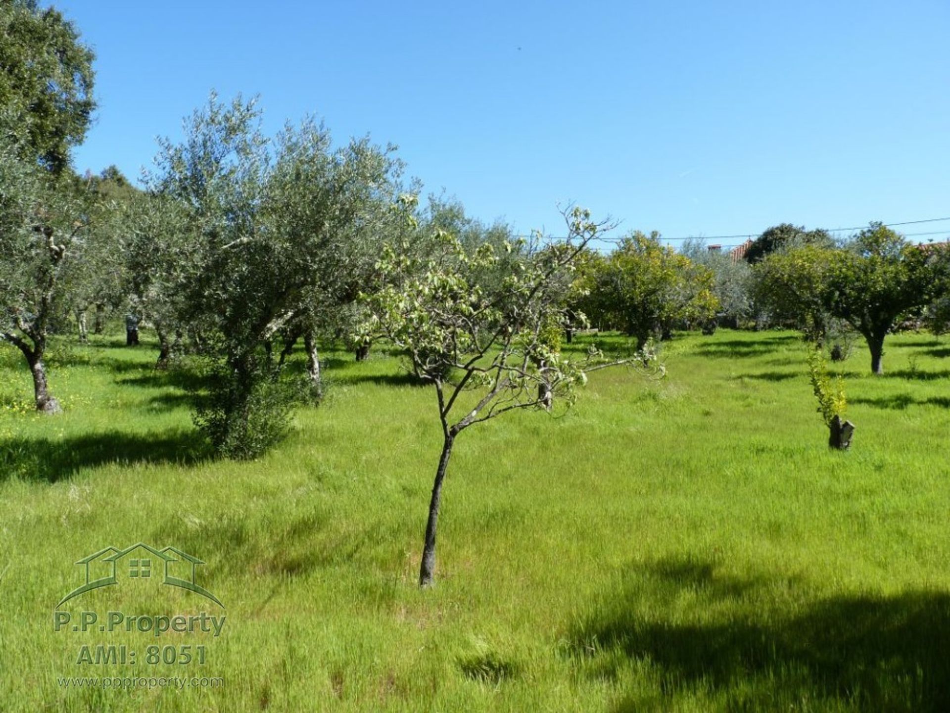 Terra no Pedrogao Grande, Leiria 10029259