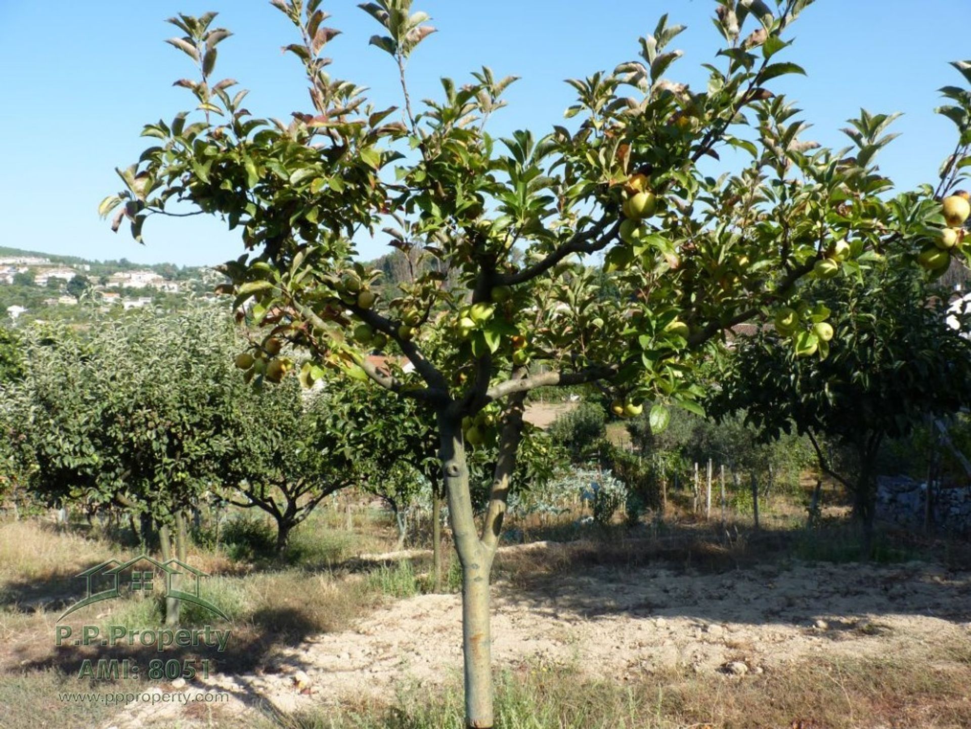 Huis in Figueiro dos Vinhos, Leiria 10029270