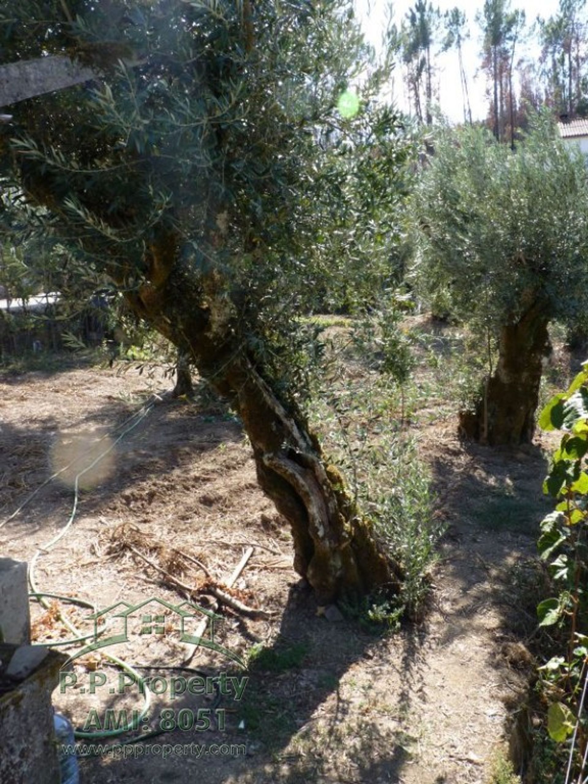 loger dans Figueiro dos Vinhos, Leiria 10029289