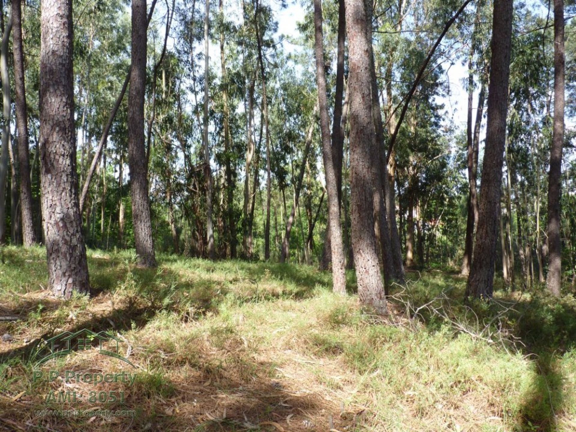 Terra no Figueiro dos Vinhos, Leiria 10029305