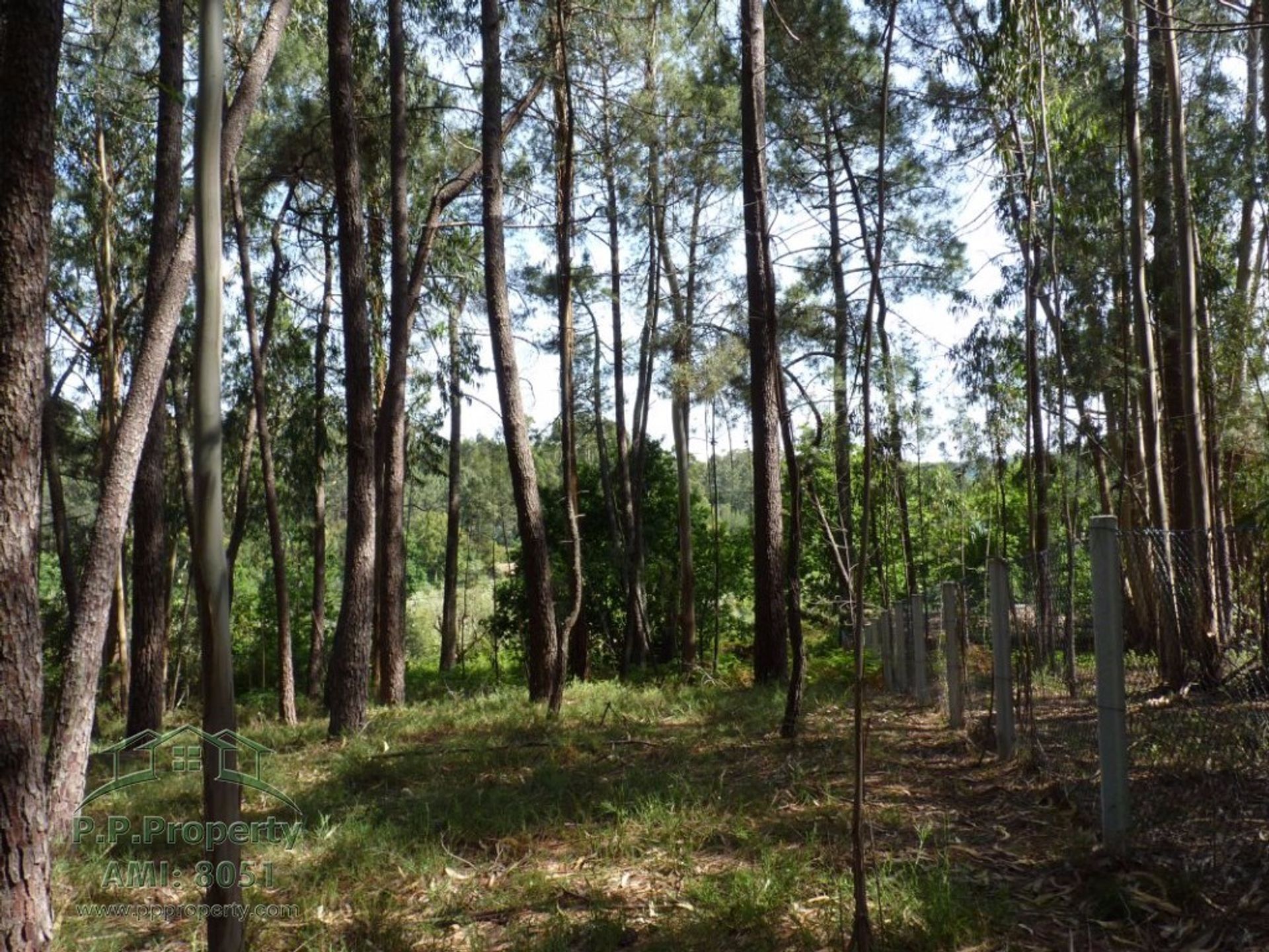 Terra no Figueiro dos Vinhos, Leiria 10029305