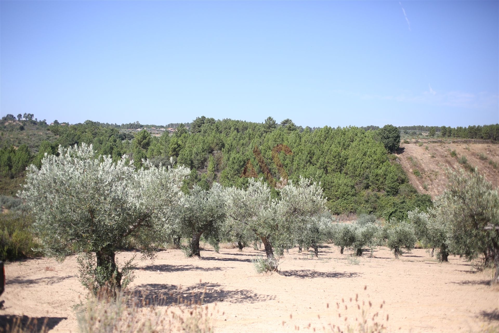 Tierra en MIrandela, Braganca 10034682