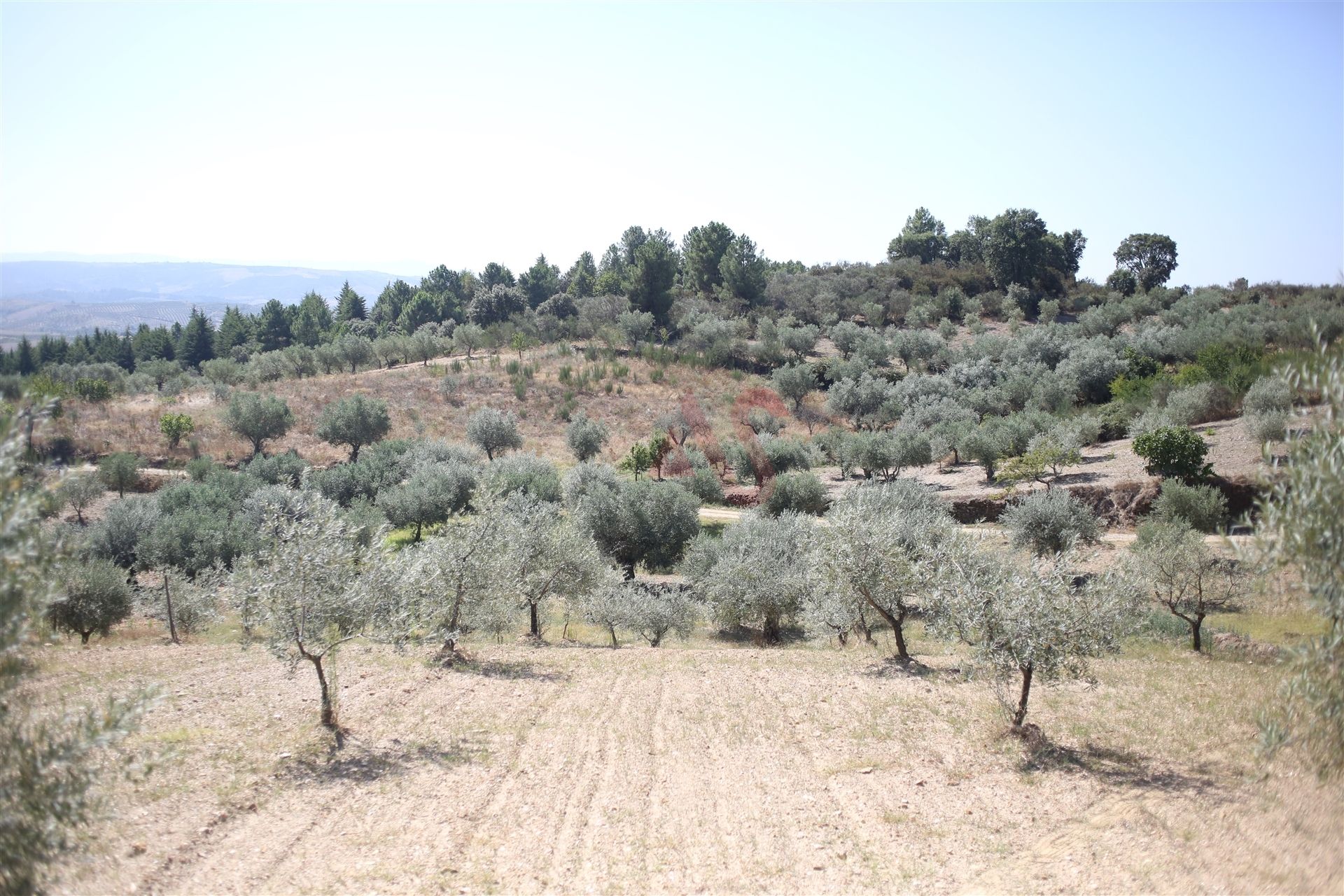 Land im Torre de Dona Chama, Braganca 10034682