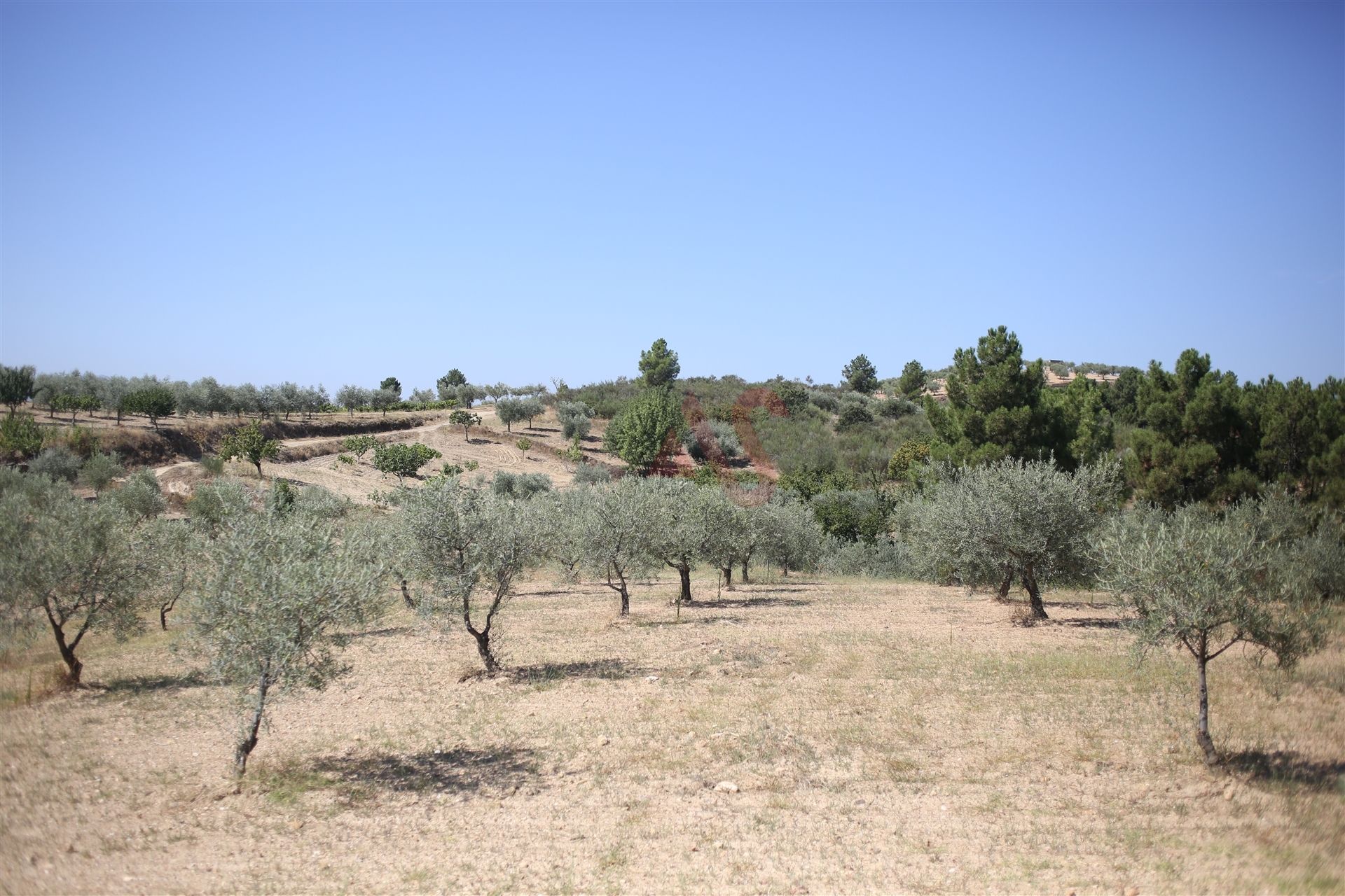 Land in MIrandela, Braganca 10034682