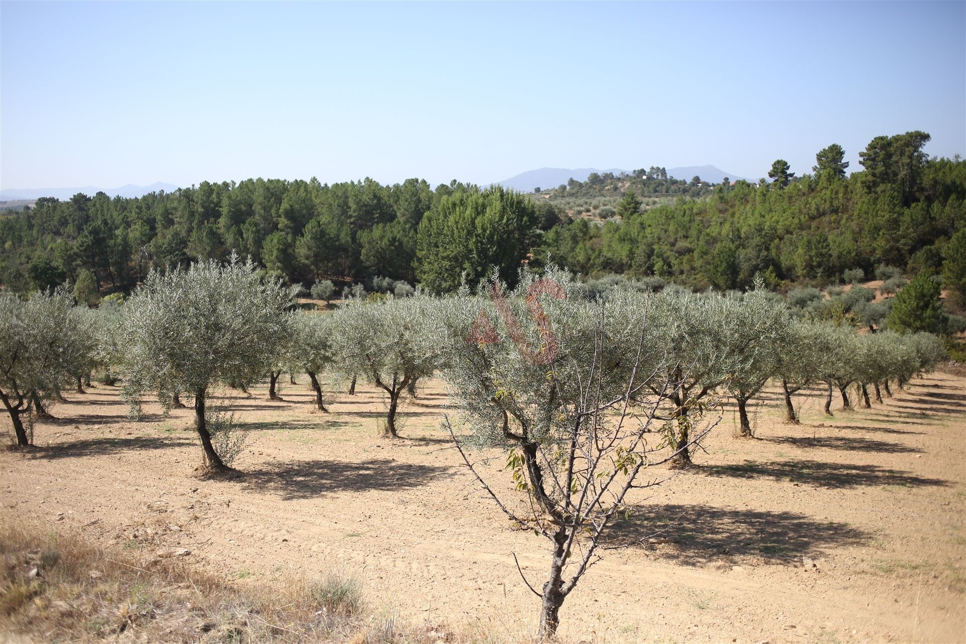 Land im Torre de Dona Chama, Braganca 10034682