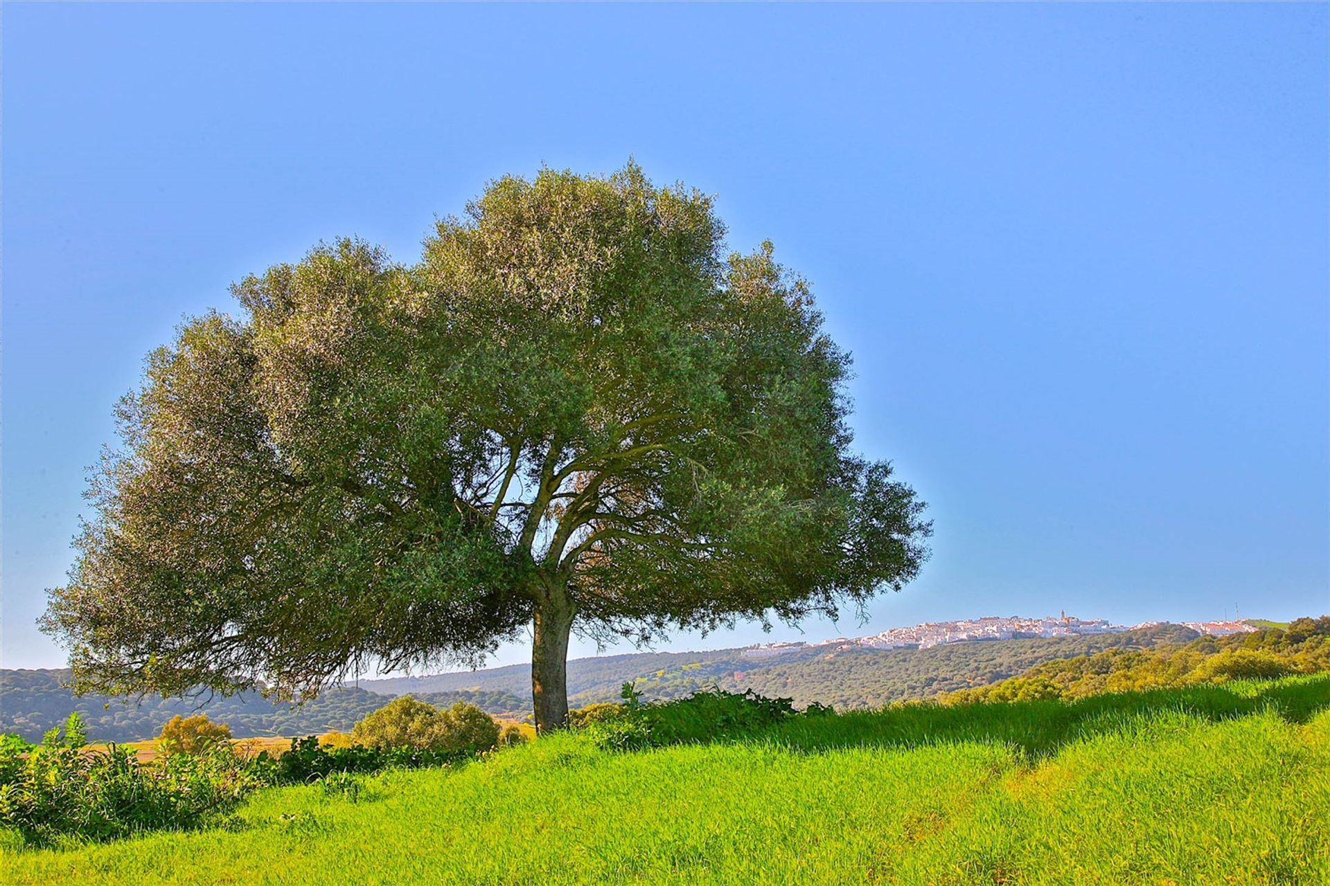 Terra no Vejer de la Frontera, Andaluzia 10042569