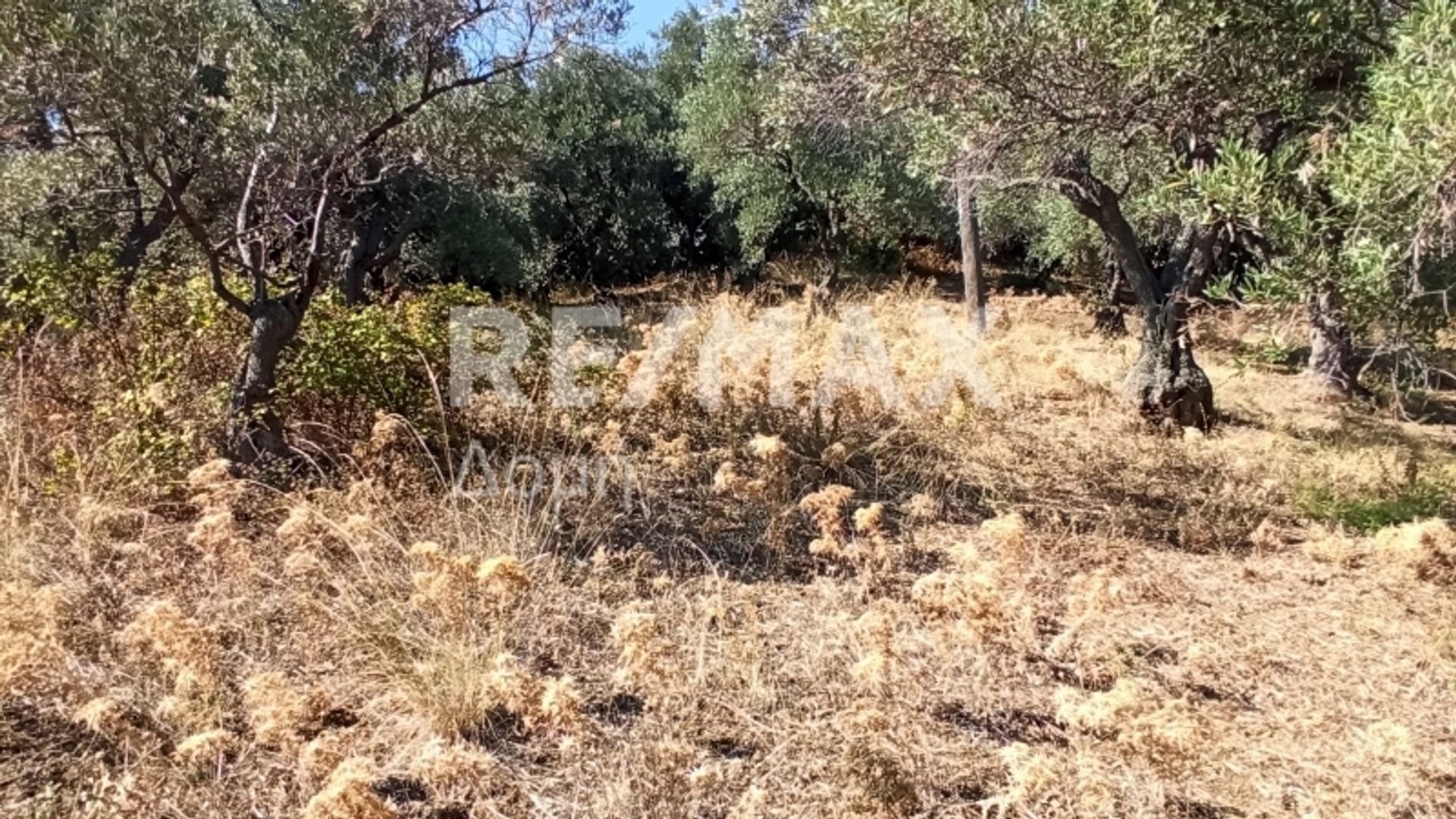 קוֹנדוֹמִינִיוֹן ב סקיאתוס, תסליה 10048271