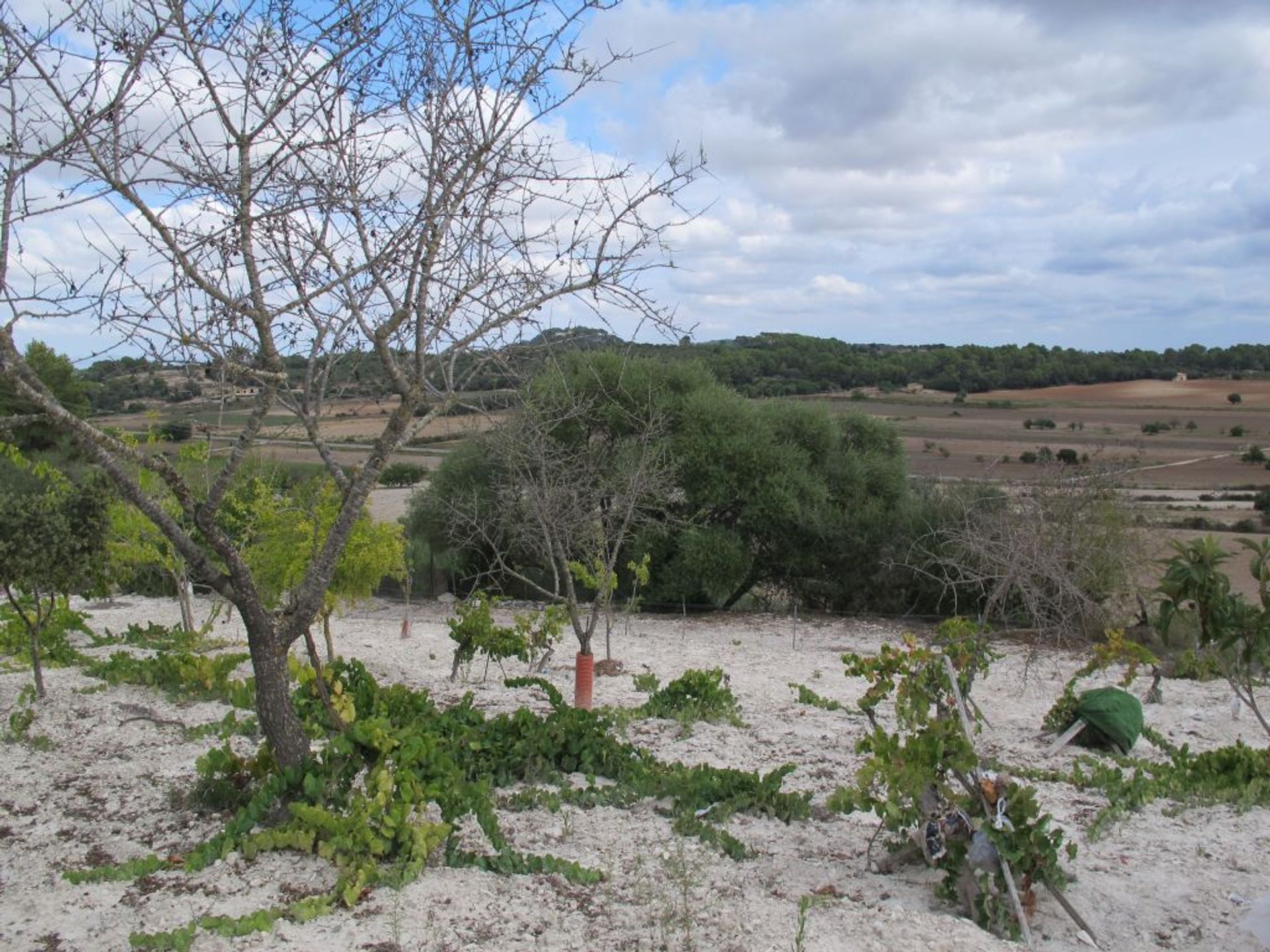 קוֹנדוֹמִינִיוֹן ב Montuiri, Mallorca 10052002