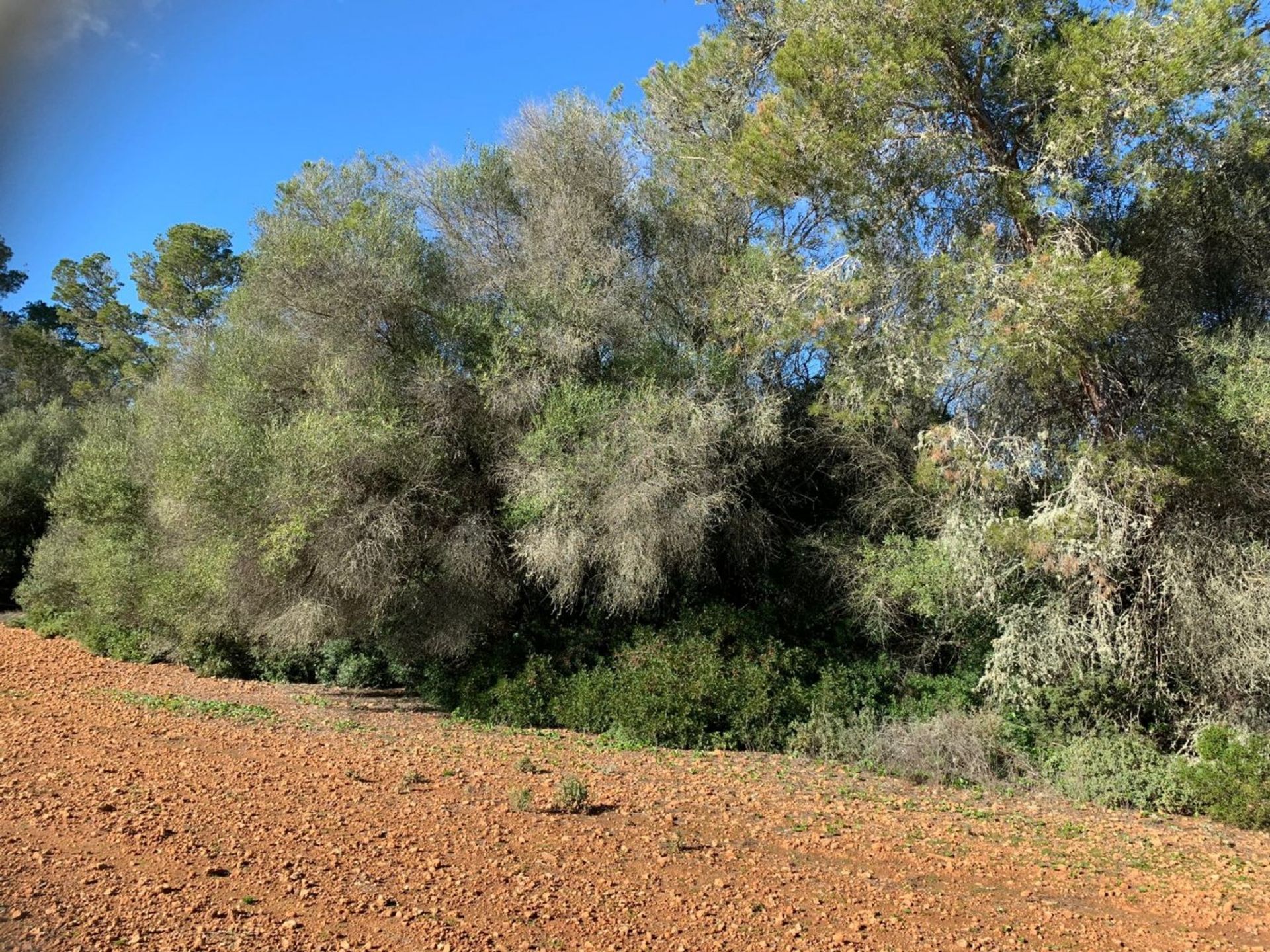 Borettslag i Molinar de Levante, Balearene 10052239