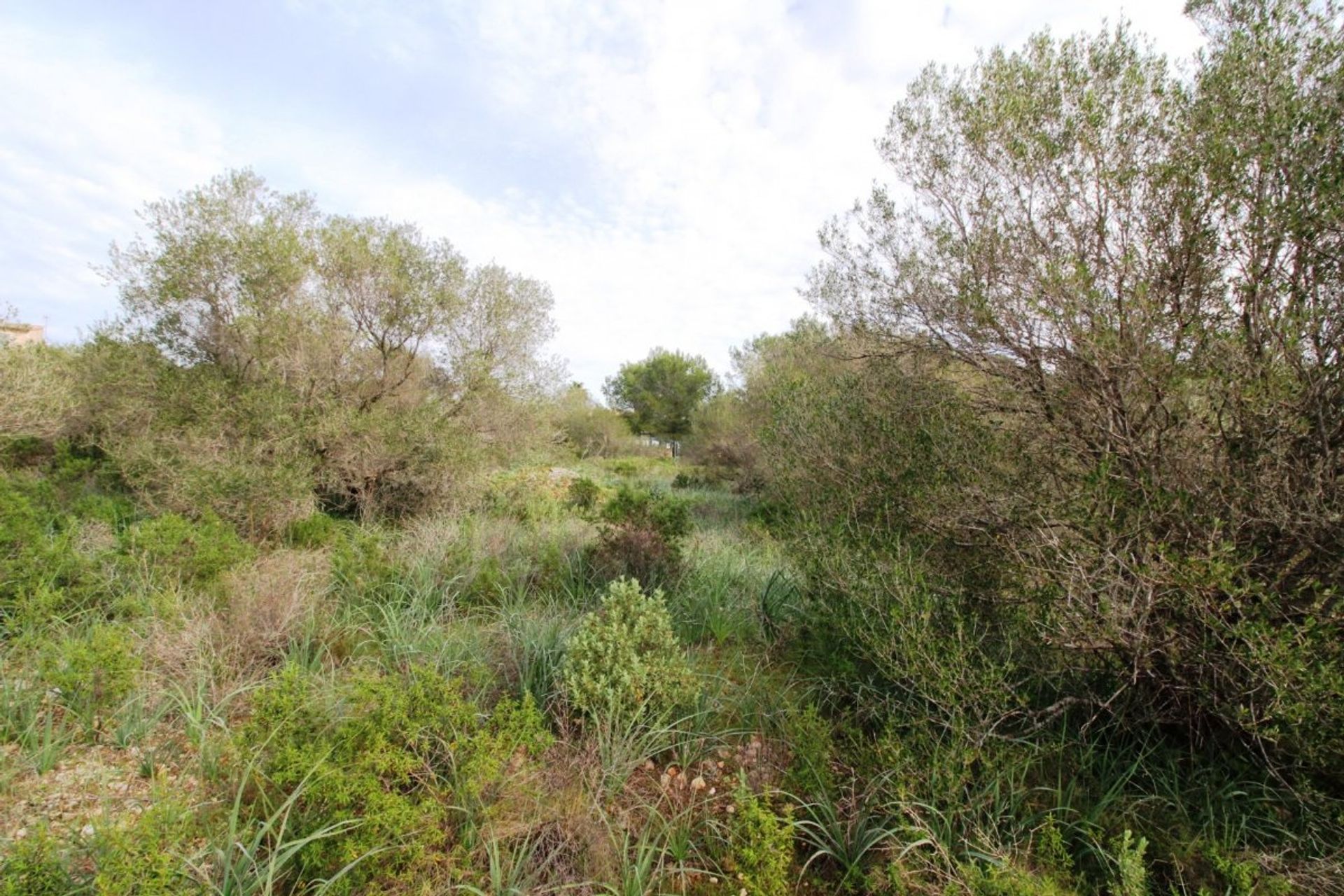 Land i Puntiro, Mallorca 10052289