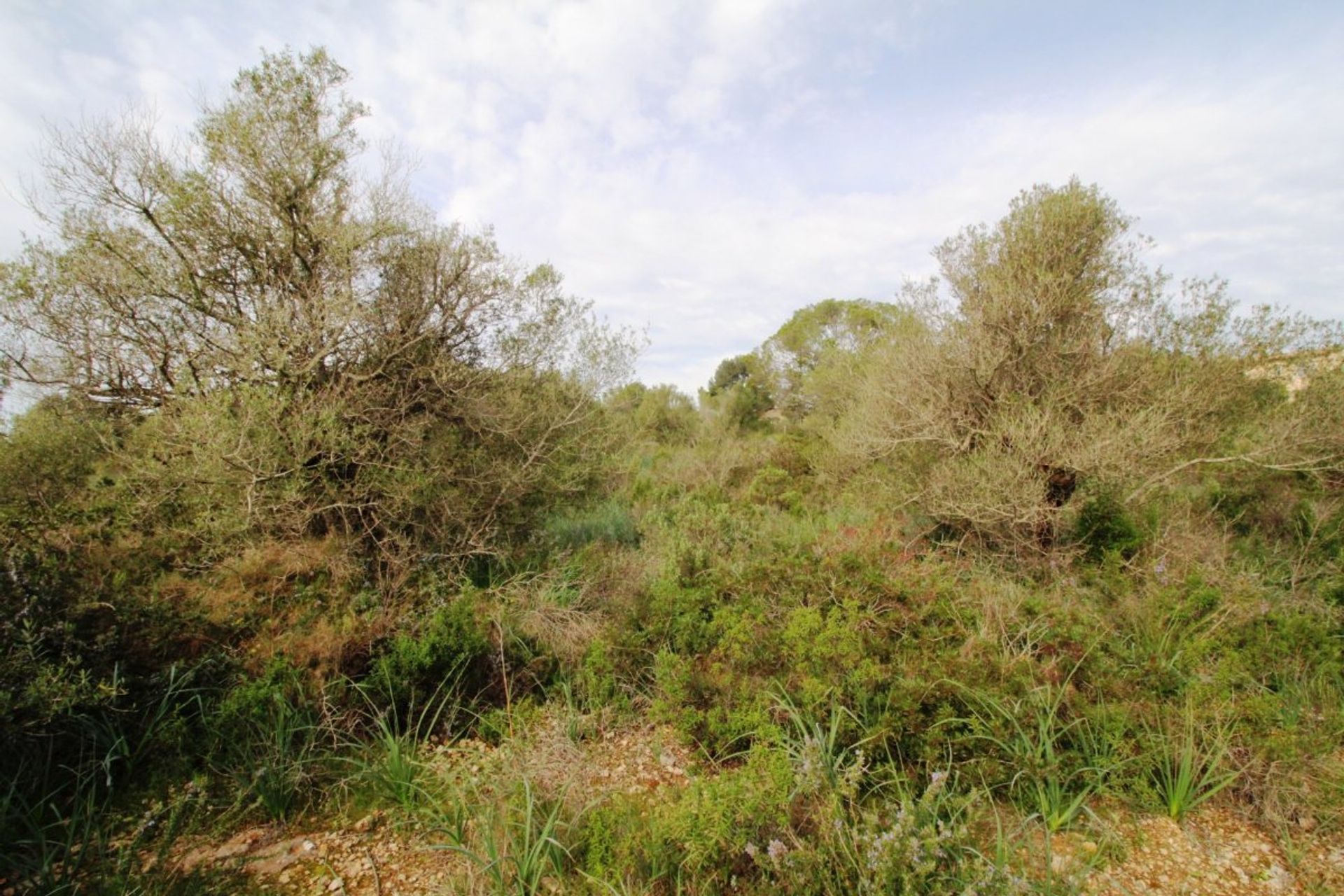 Land i Puntiro, Mallorca 10052289