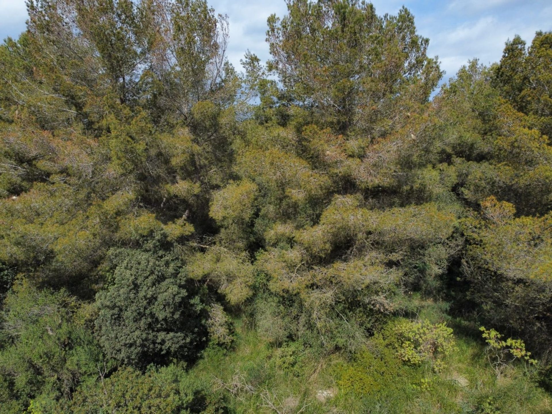 Земля в Paraiso de Bonaire, Mallorca 10052295