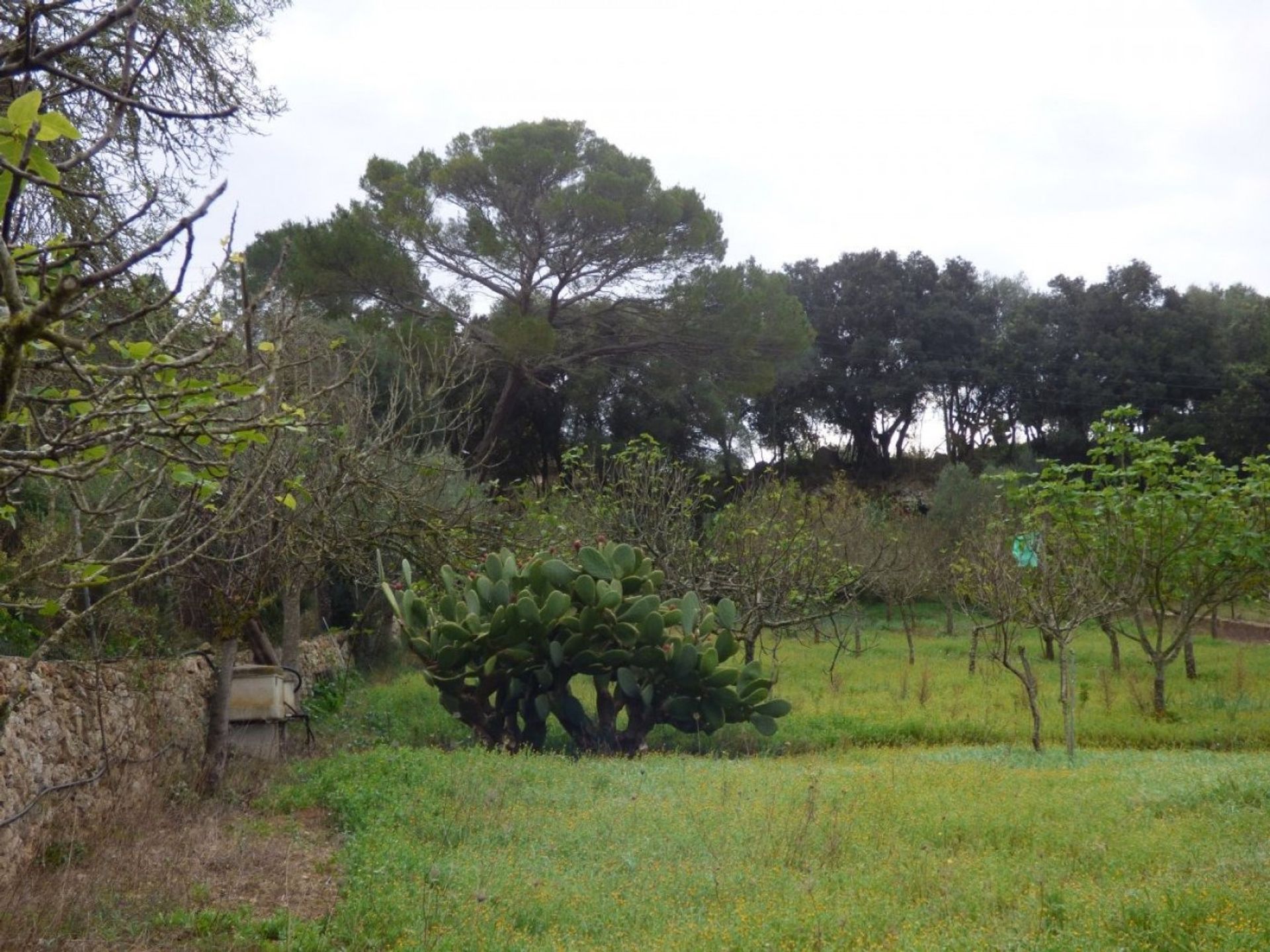 loger dans Son Bernat, Mallorca 10052338