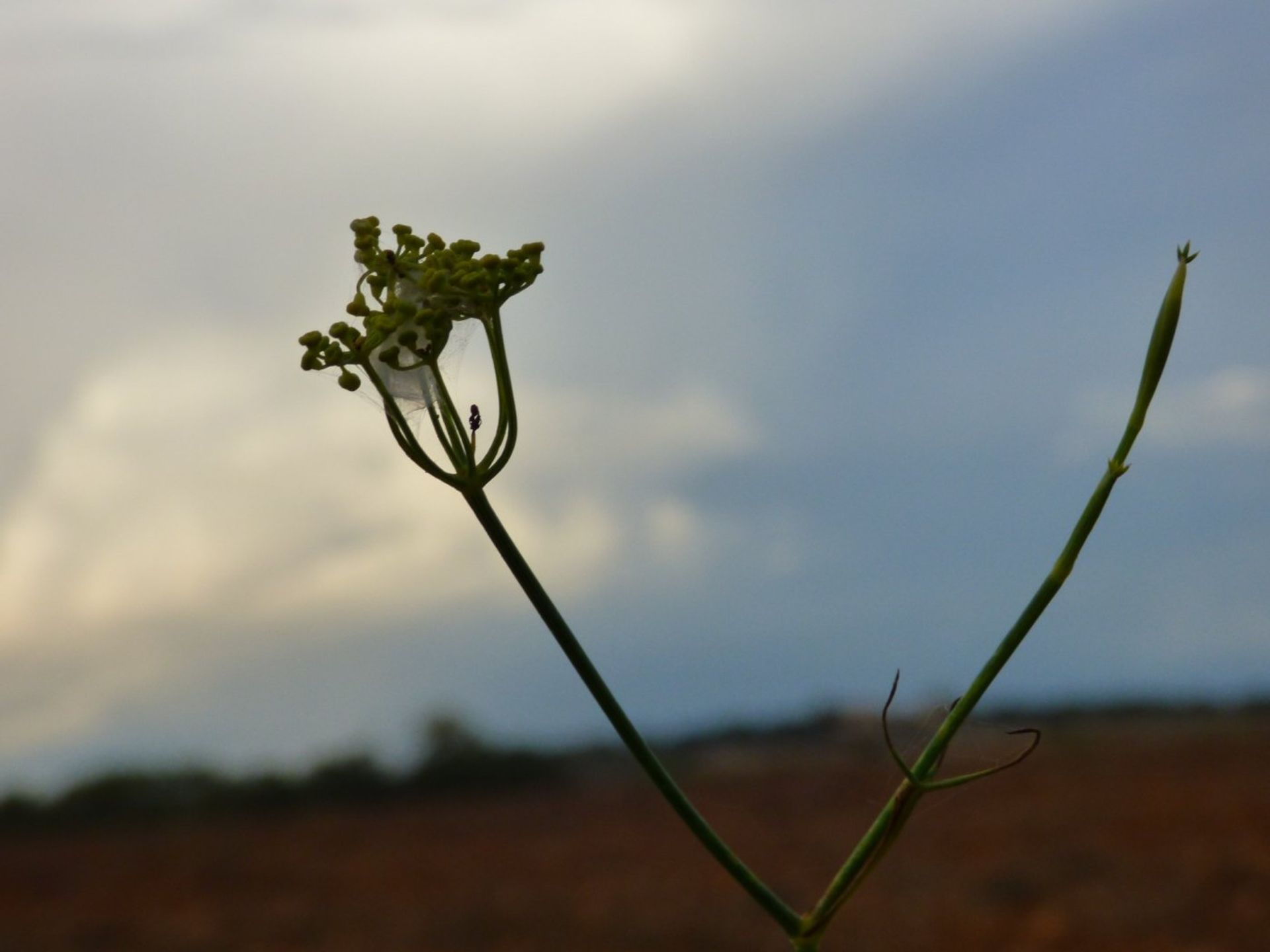 קוֹנדוֹמִינִיוֹן ב Afueras, Mallorca 10052367