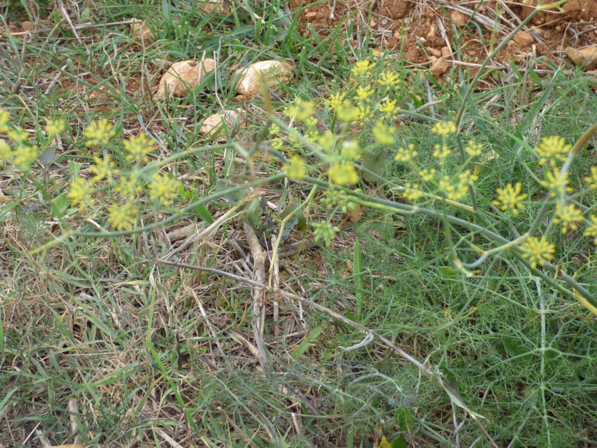 קוֹנדוֹמִינִיוֹן ב Afueras, Mallorca 10052367