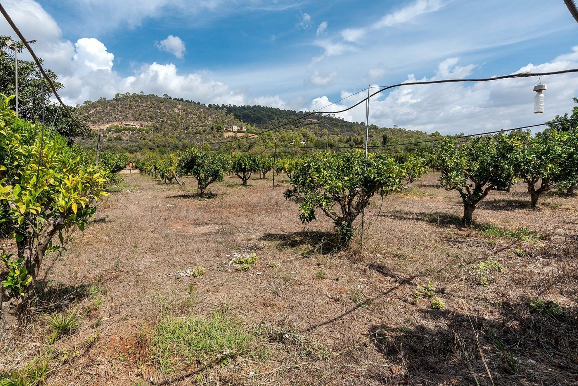 Borettslag i Bunyola, Mallorca 10052557