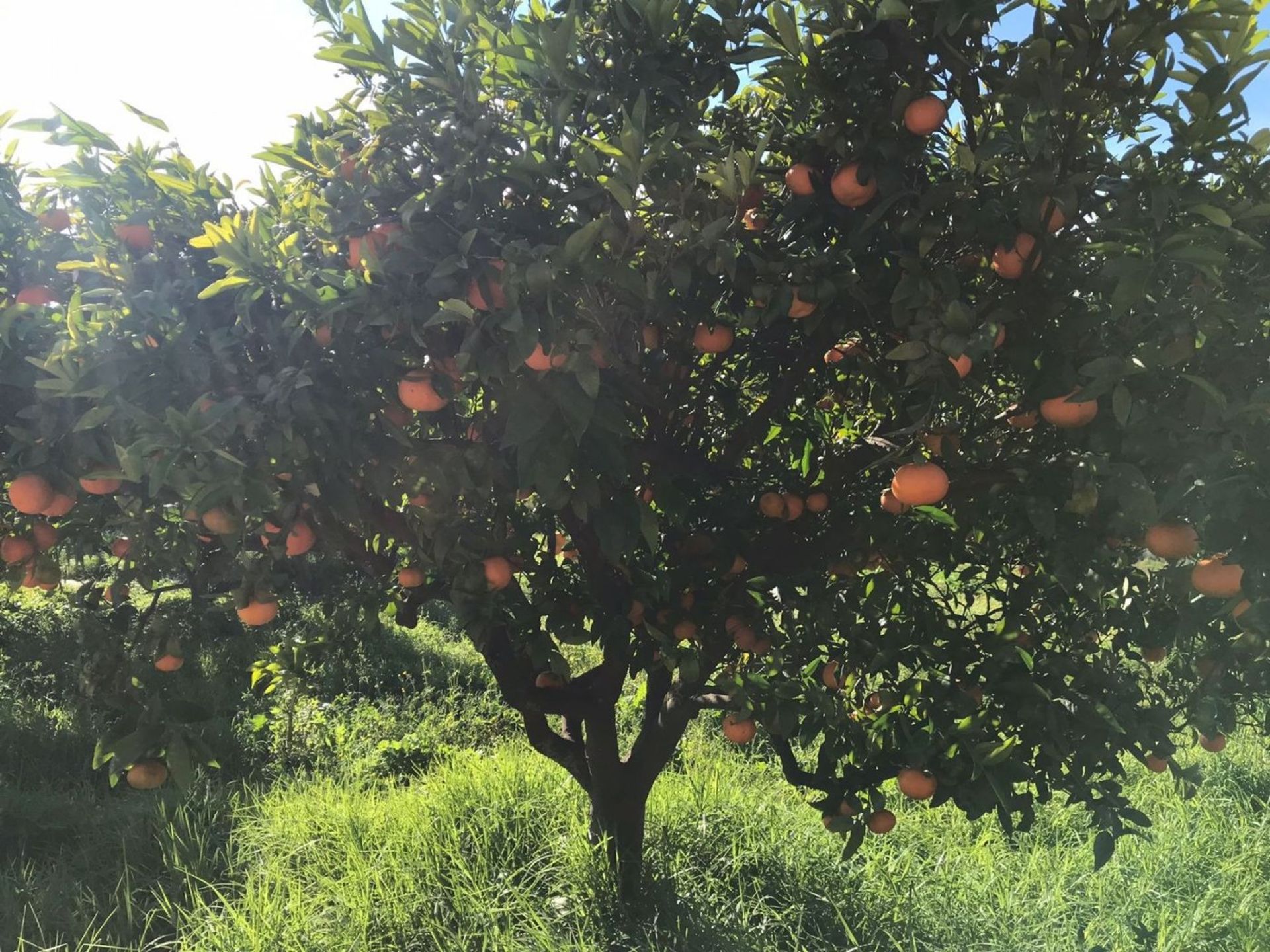 بيت في Sa Coma, Mallorca 10052572