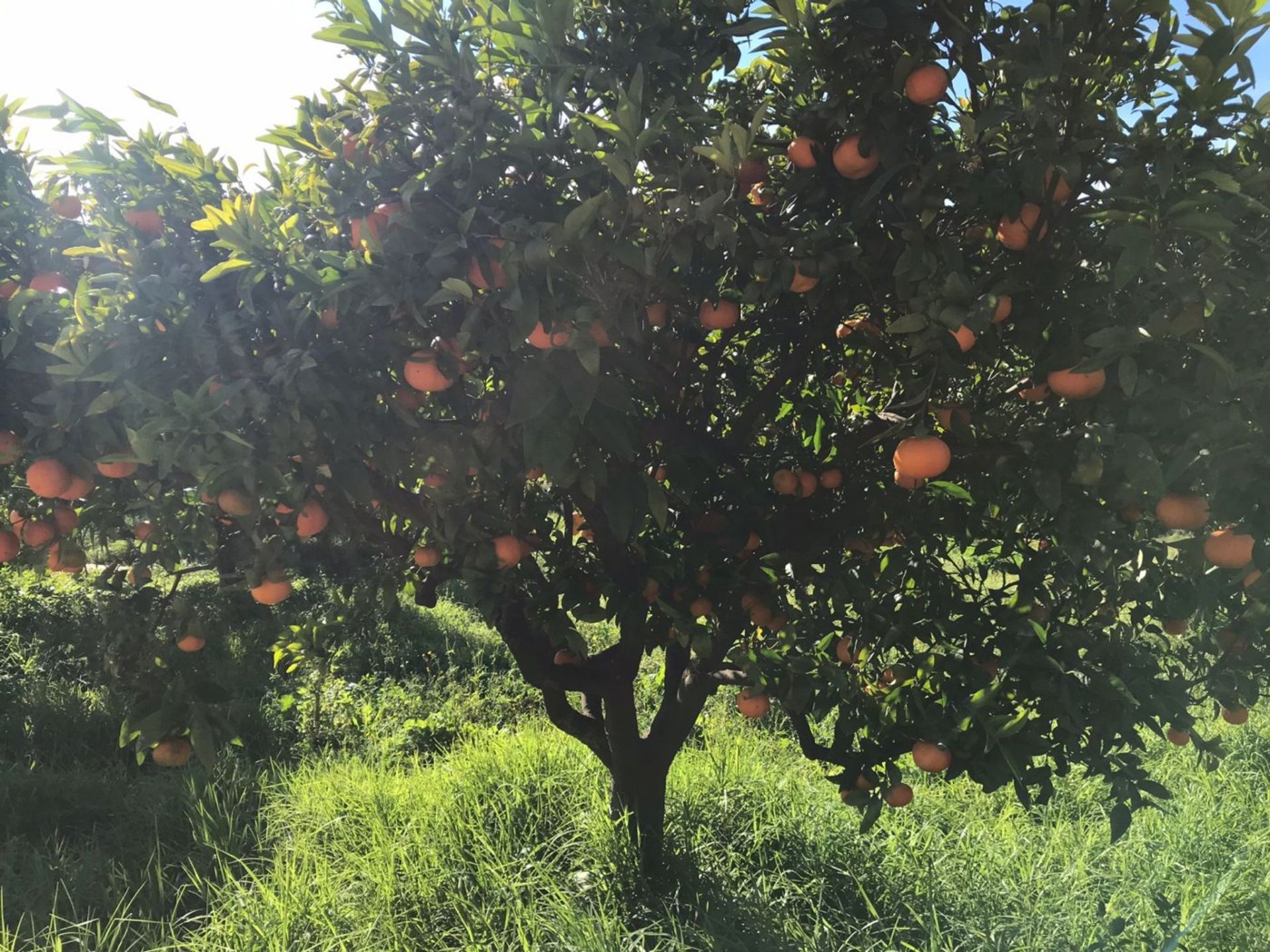 房子 在 Sa Coma, Mallorca 10052572