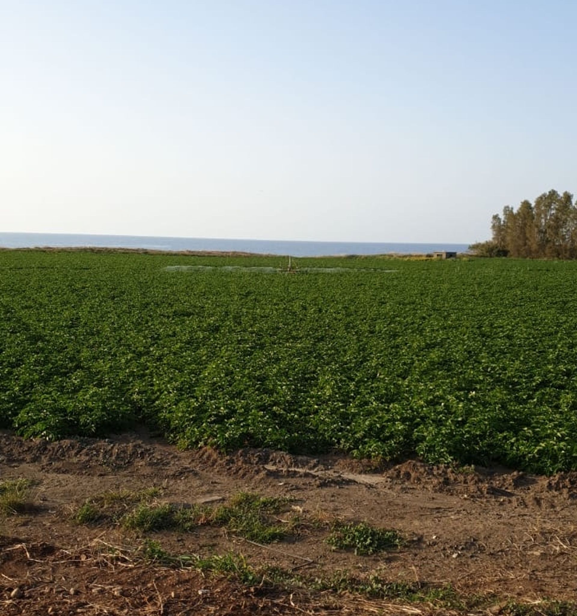 Terra no Pólis, Pafos 10052752