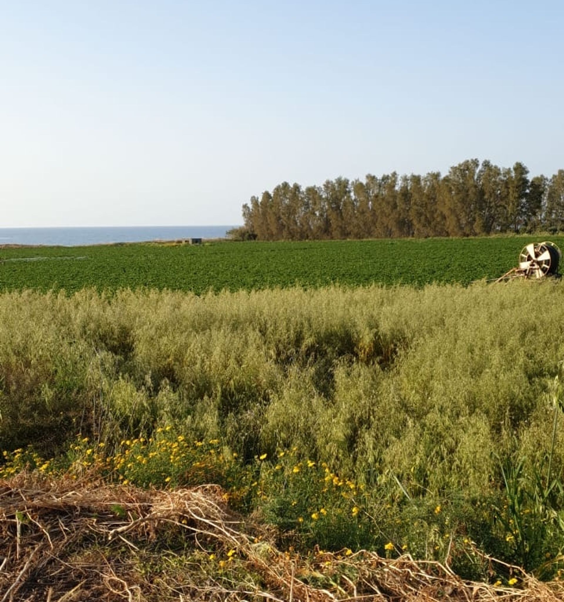 Terra no Pólis, Pafos 10052752