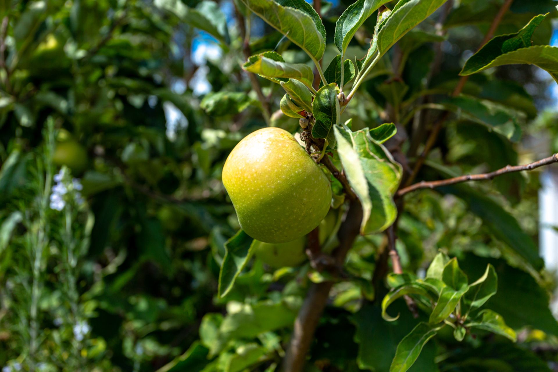 Talo sisään Tavira, Algarve 10055756