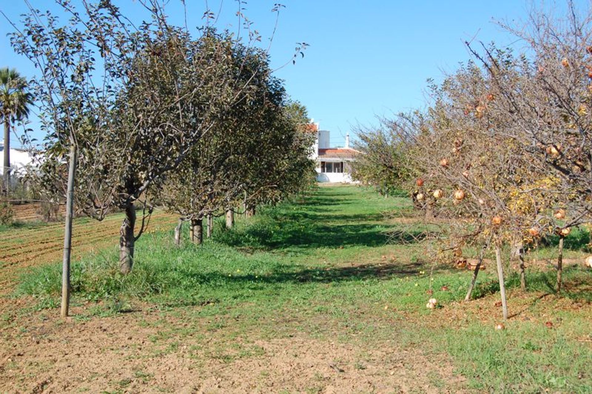 Rumah di Almadena, Algarve 10056022