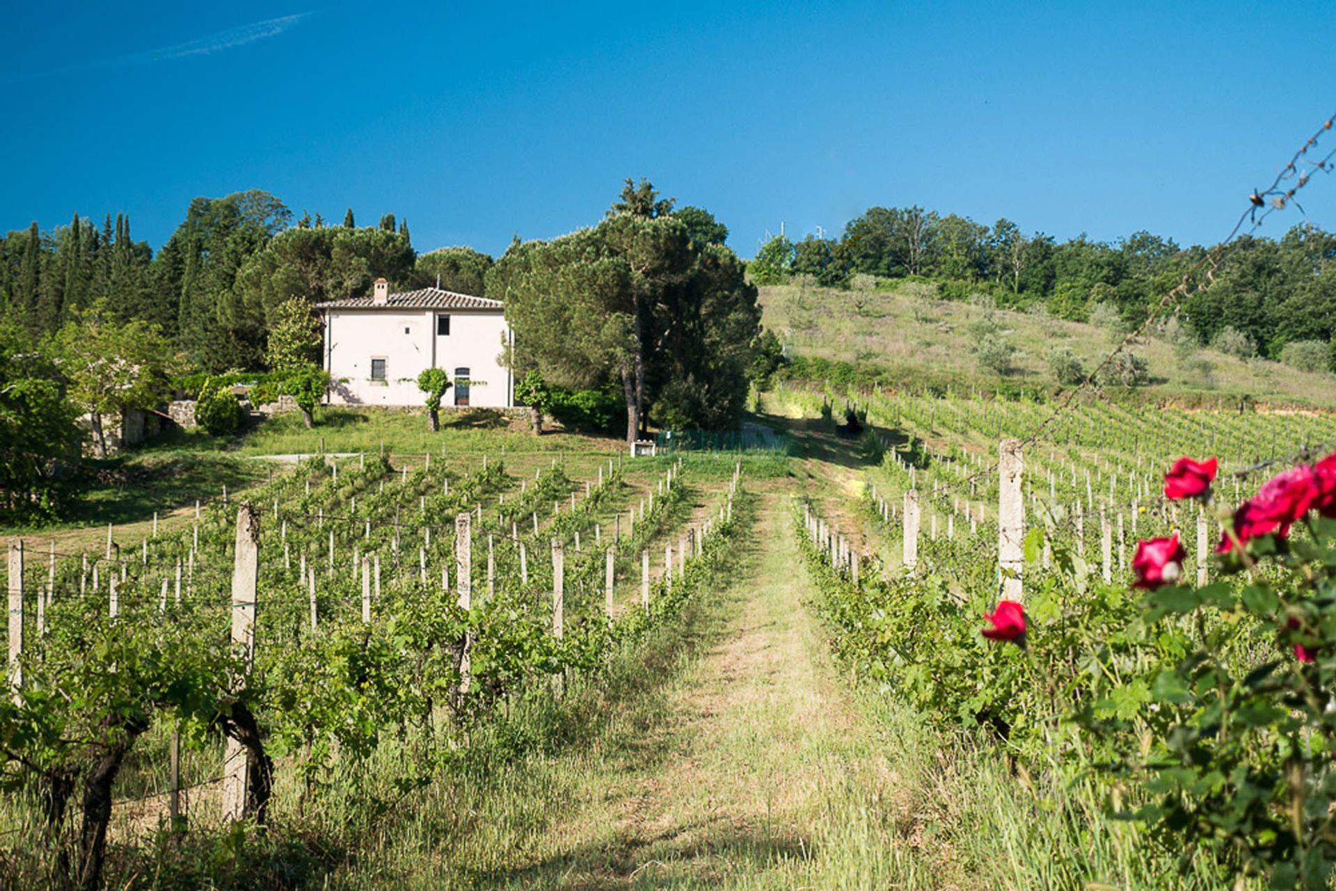 آخر في San Gimignano, Siena 10058125