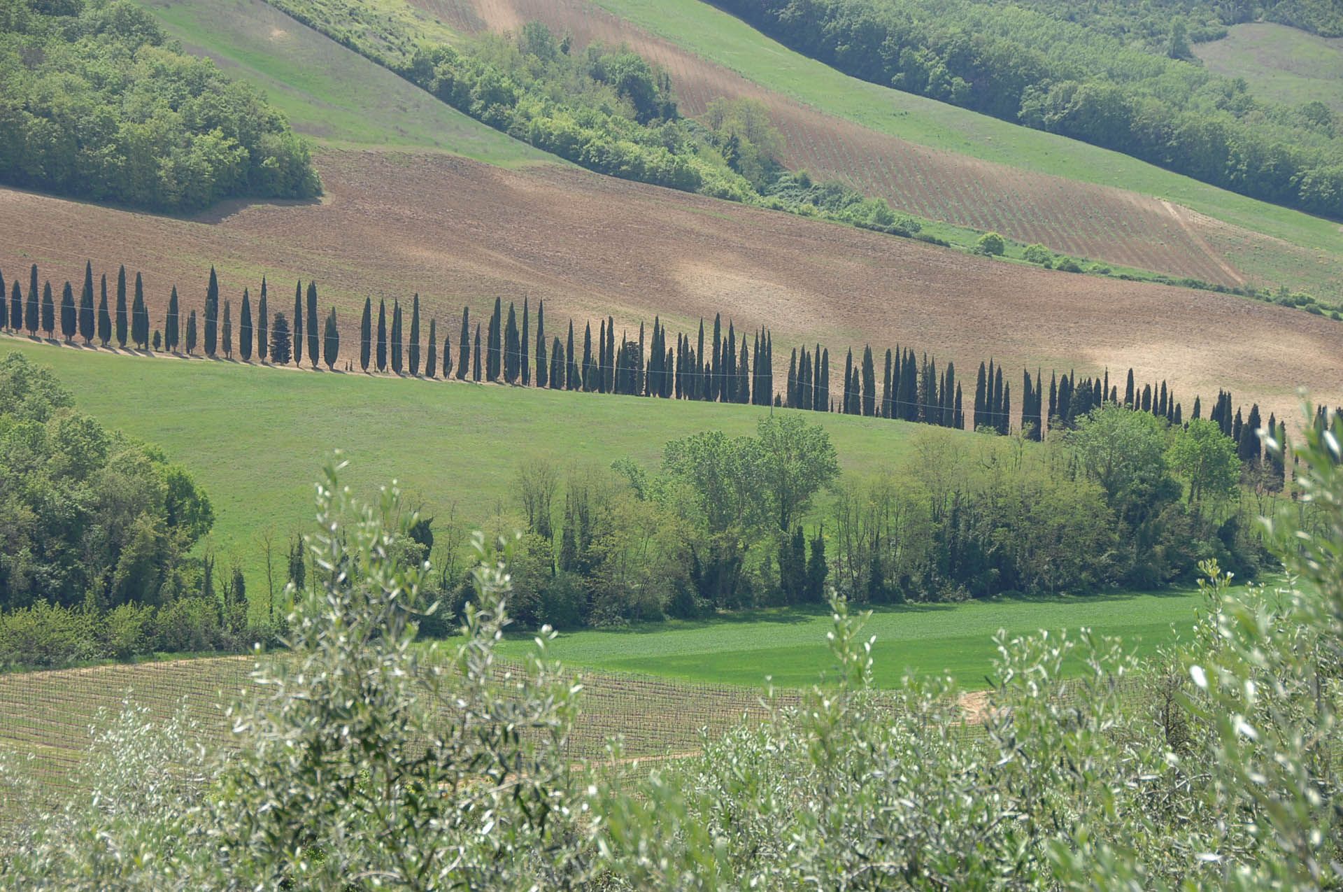 다른 에 San Gimignano, Siena 10058125