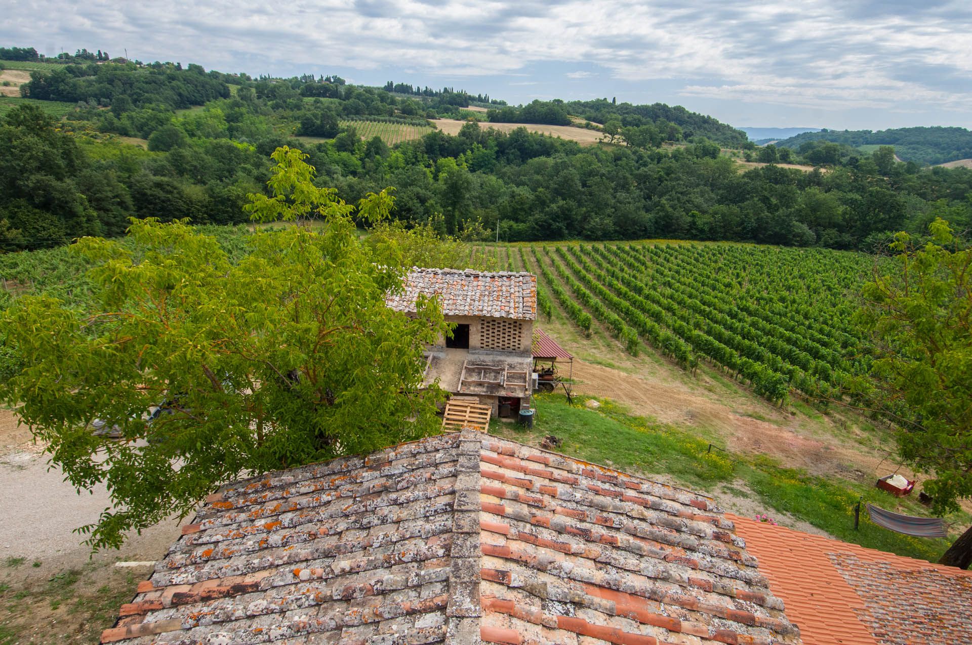 Lain di San Gimignano, Siena 10058125