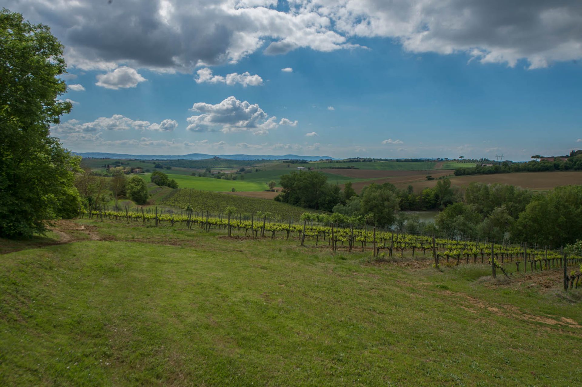 Lain di Montepulciano, Siena 10058143